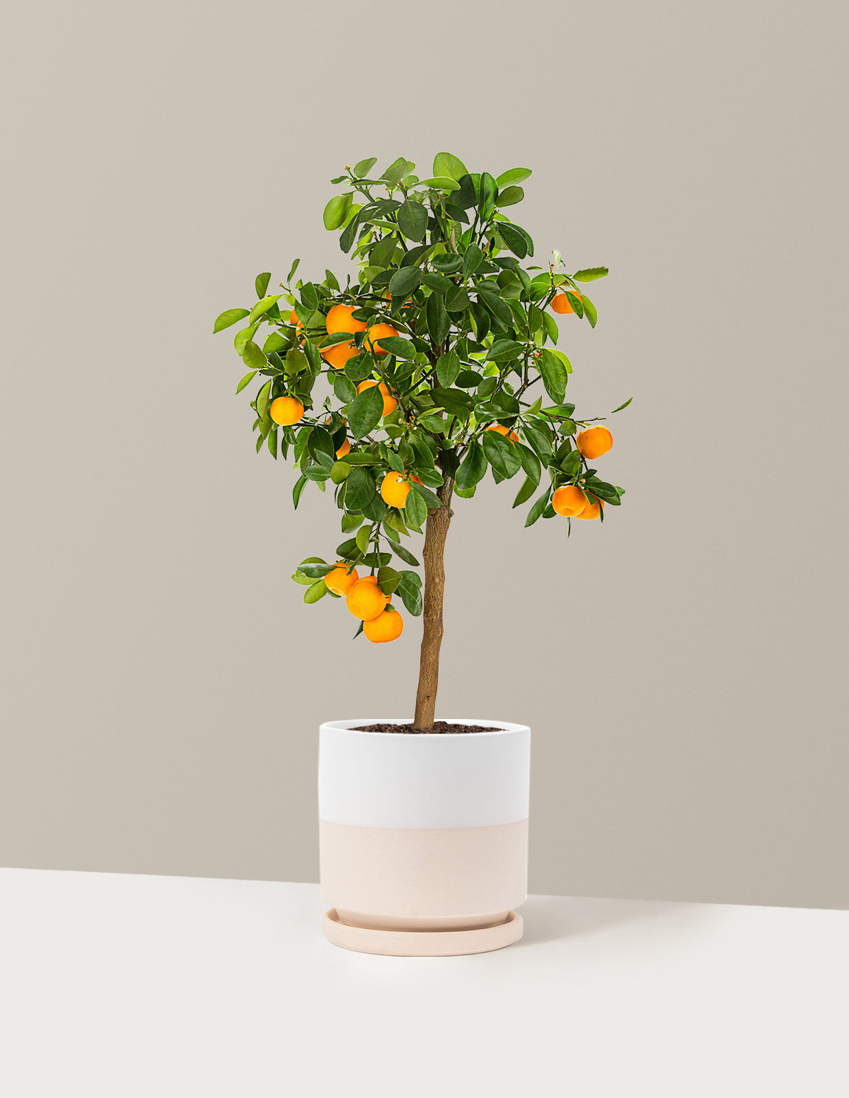 Calamondin Turunç Ağacı