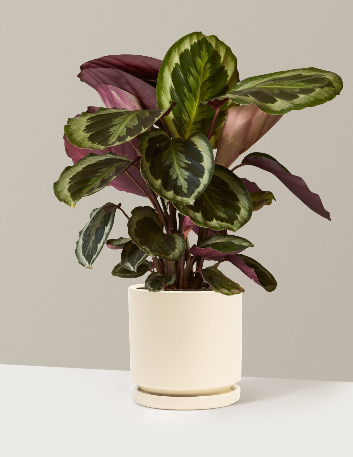 Calathea Medallion
