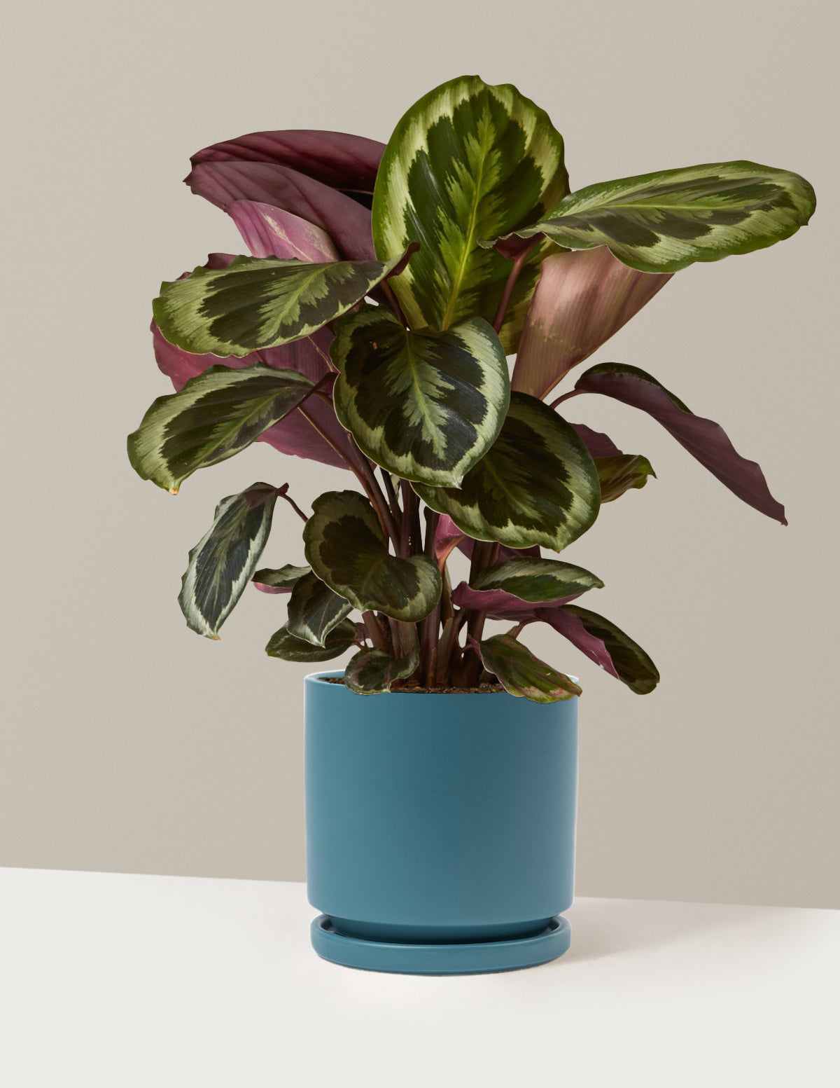Calathea Medallion