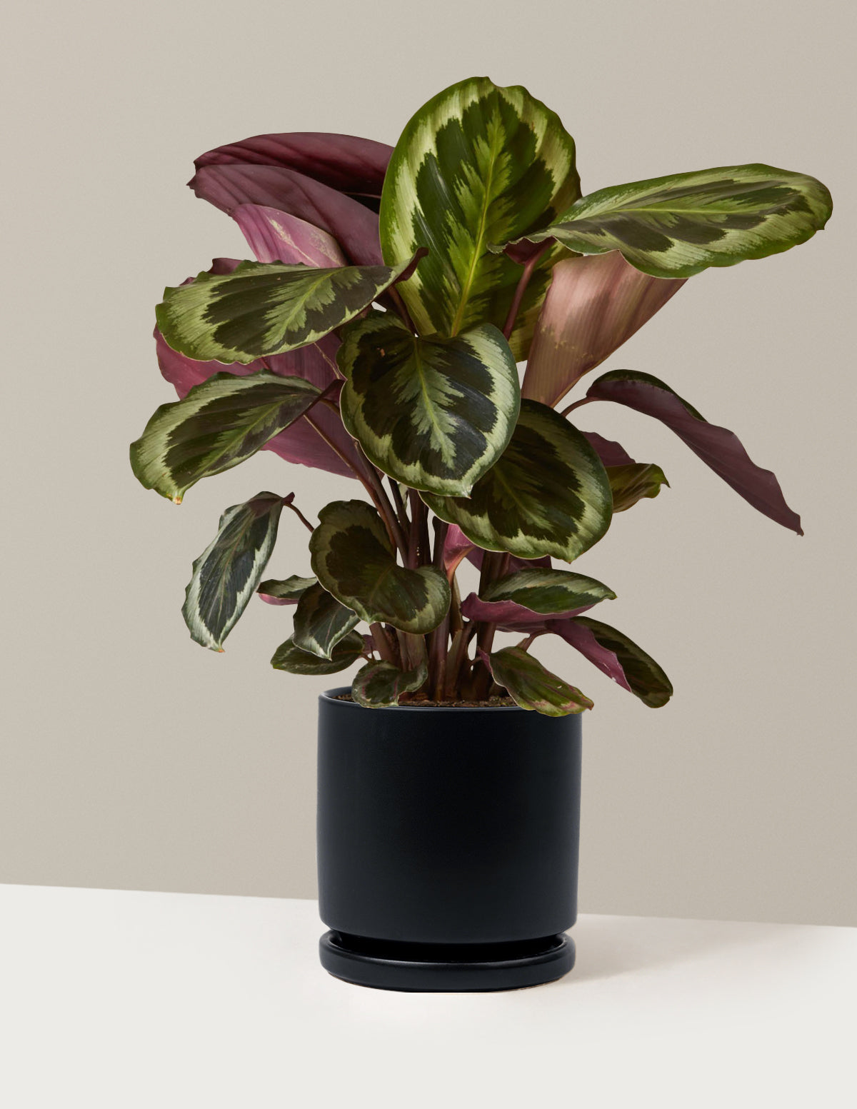 Calathea Medallion