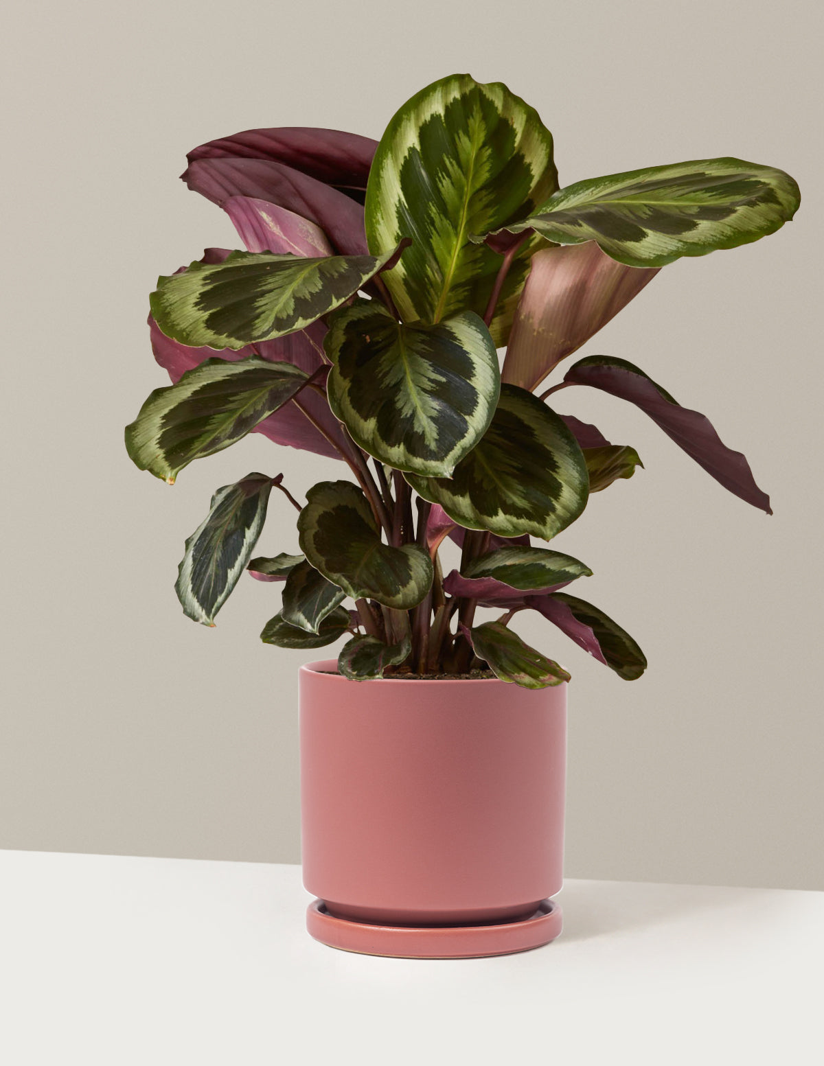 Calathea Medallion