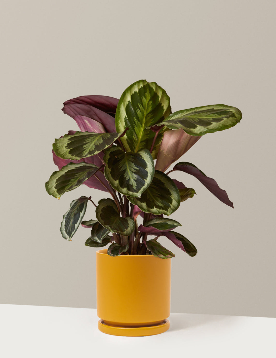 Calathea Medallion