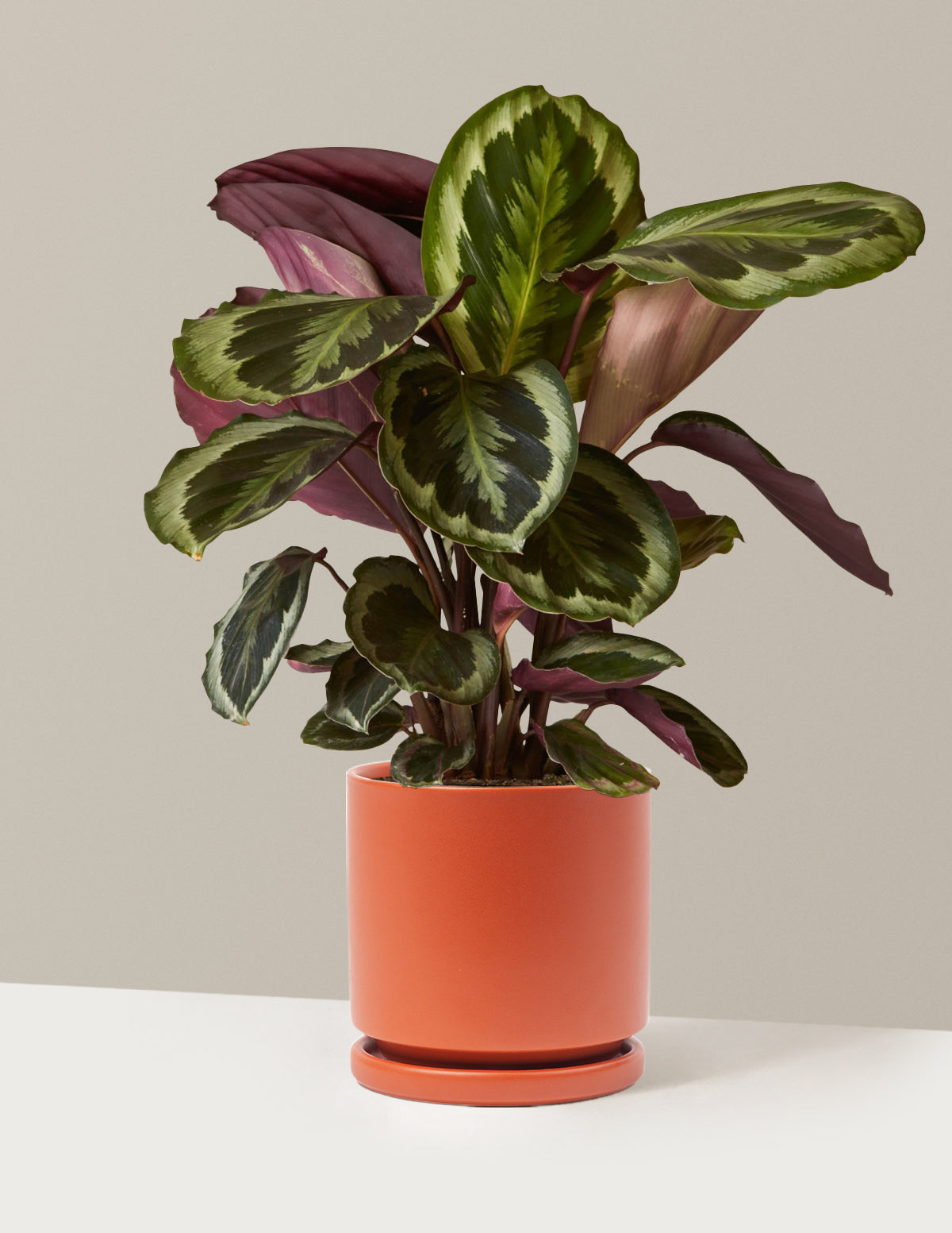 Calathea Medallion