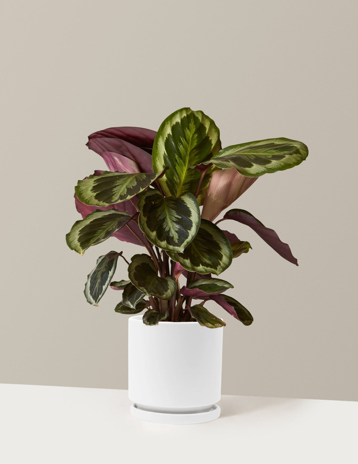 Calathea Medallion