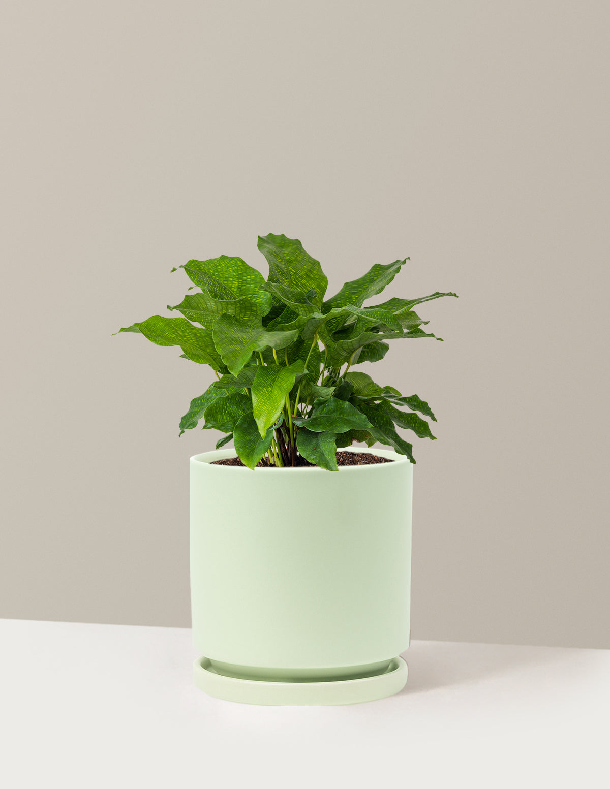 Calathea Network