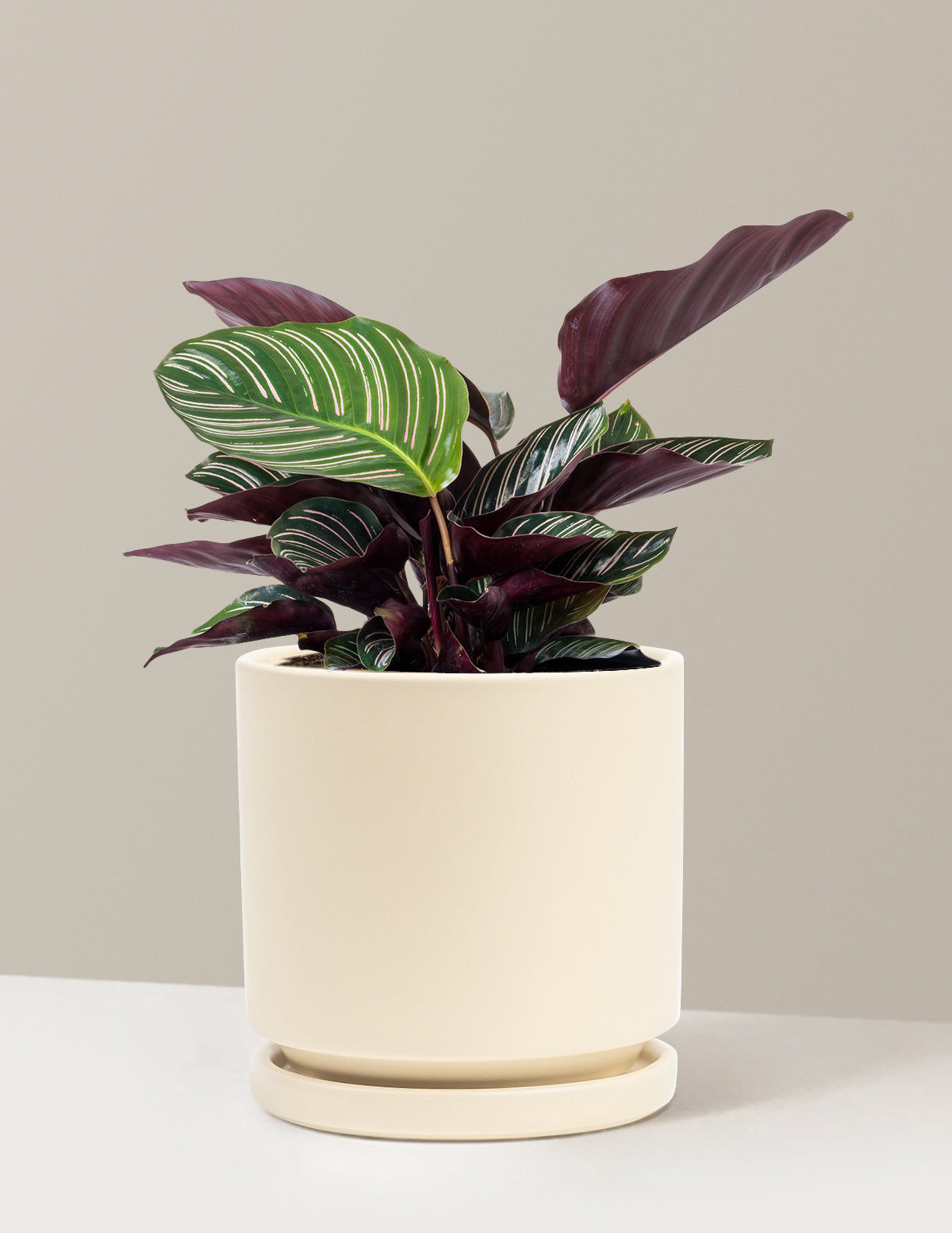 Calathea Pinstripe (Papatya Calathea)