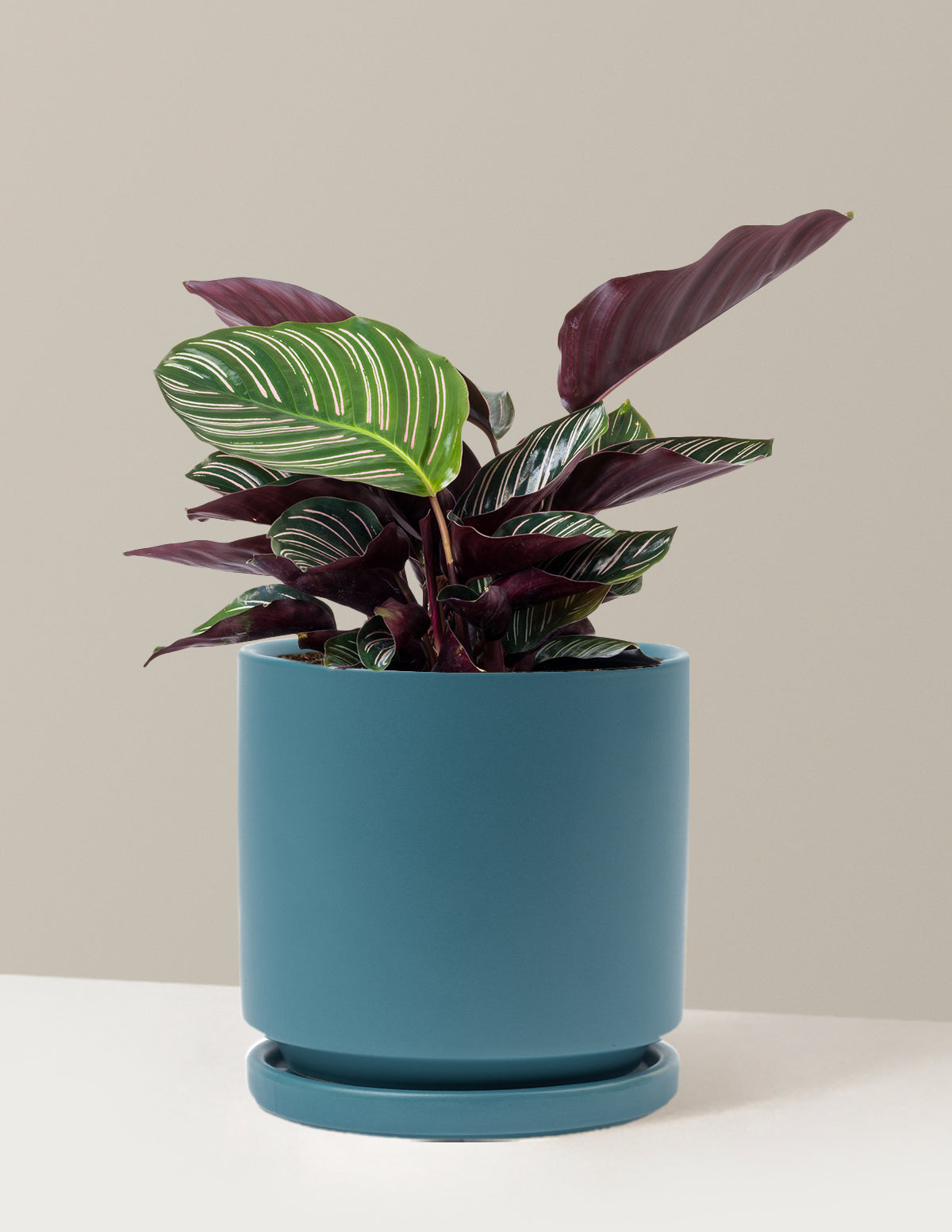 Calathea Pinstripe (Papatya Calathea)