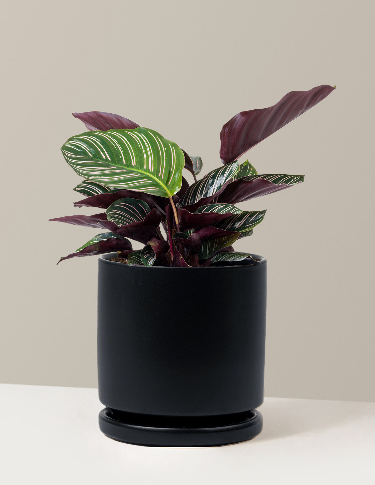 Calathea Pinstripe (Papatya Calathea)