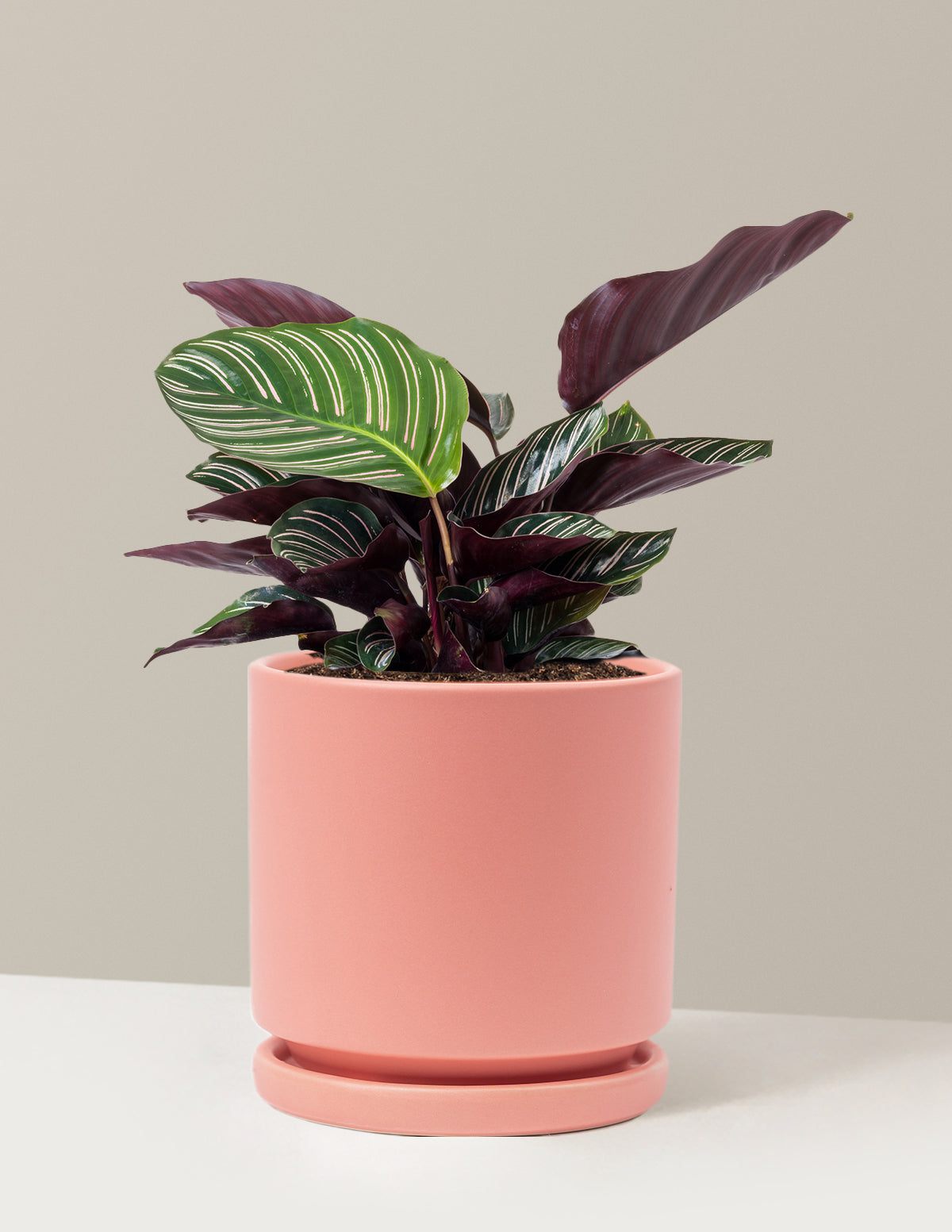Calathea Pinstripe (Papatya Calathea)