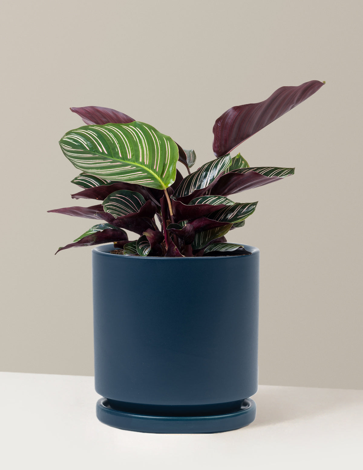 Calathea Pinstripe (Papatya Calathea)