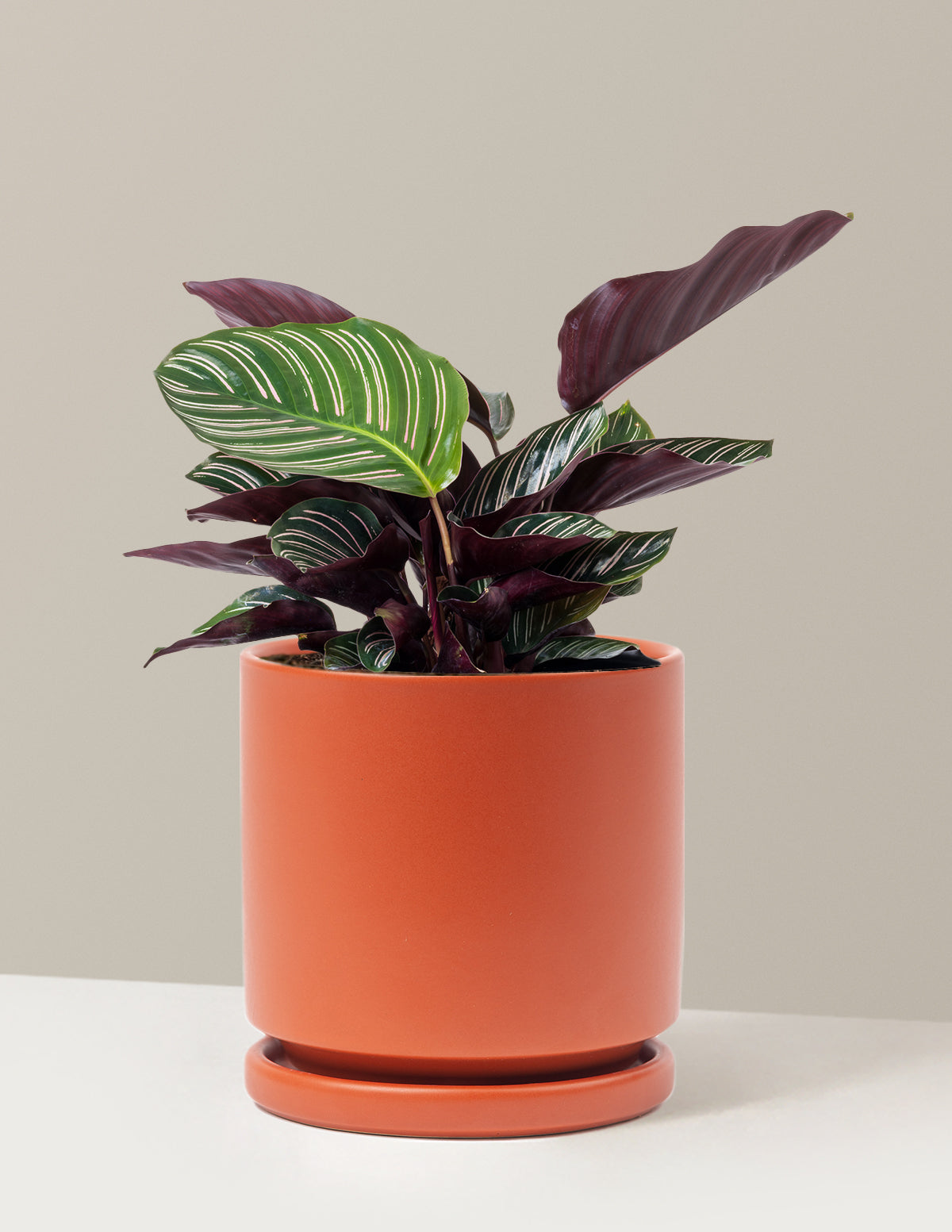 Calathea Pinstripe (Papatya Calathea)