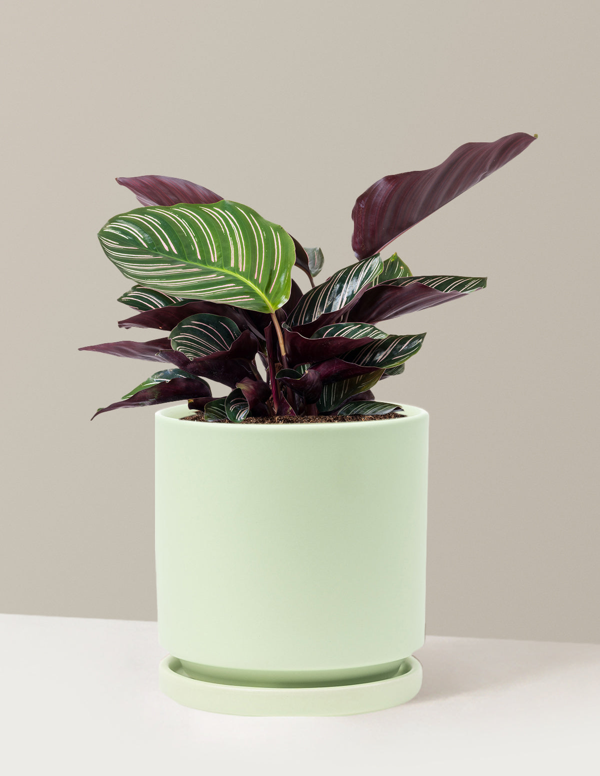 Calathea Pinstripe (Papatya Calathea)