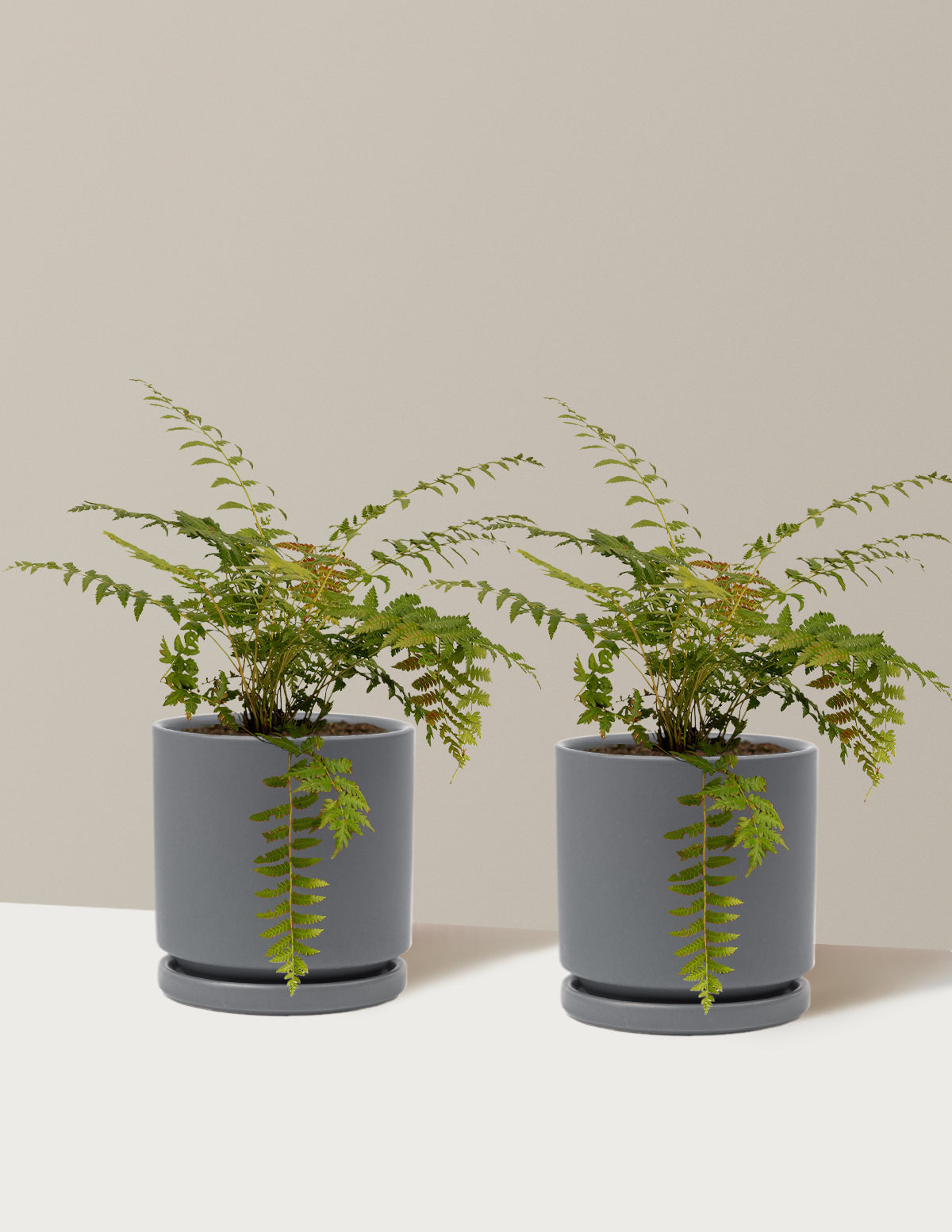 Tarçın Eğreltisi (Cinnamon Fern)