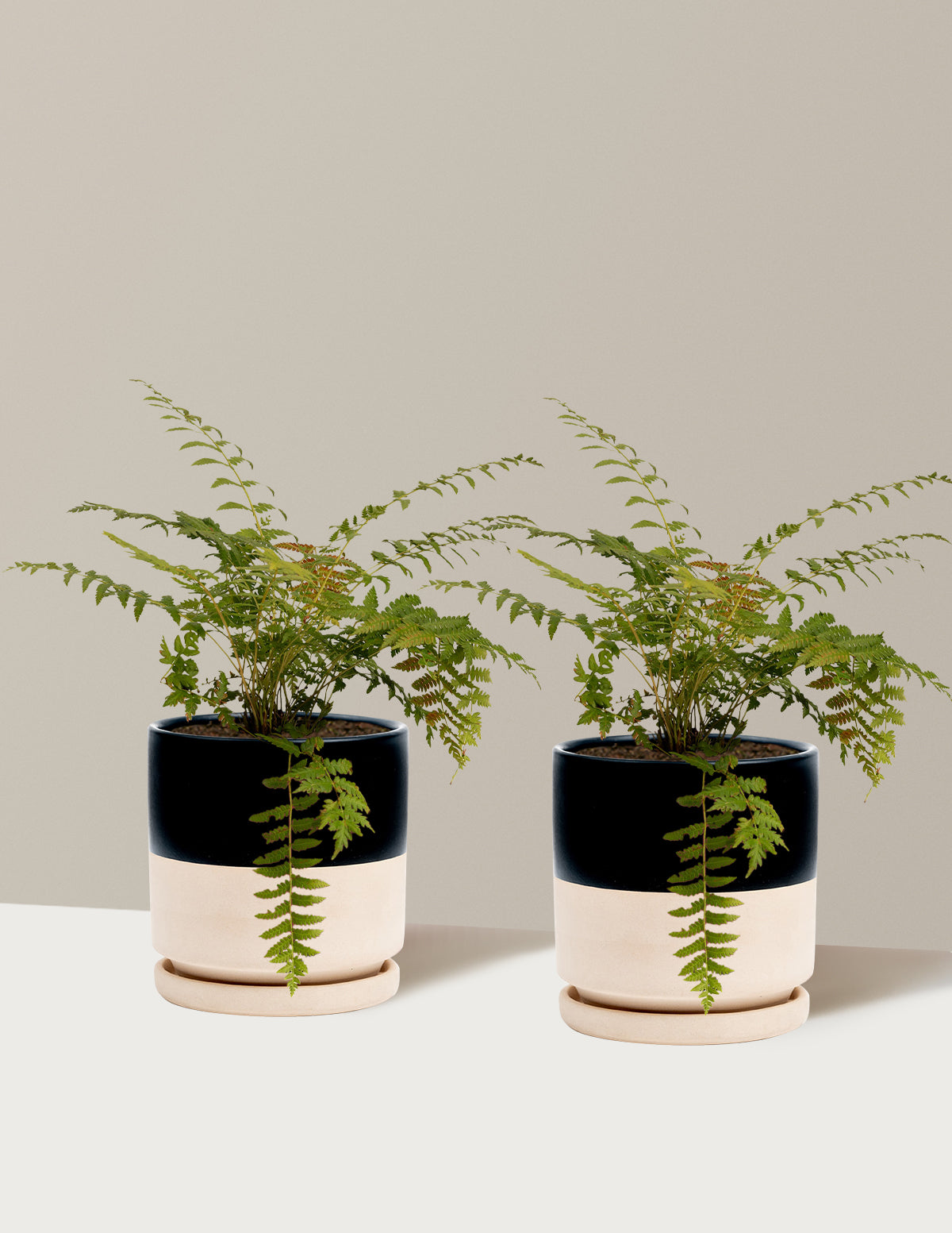 Tarçın Eğreltisi (Cinnamon Fern)
