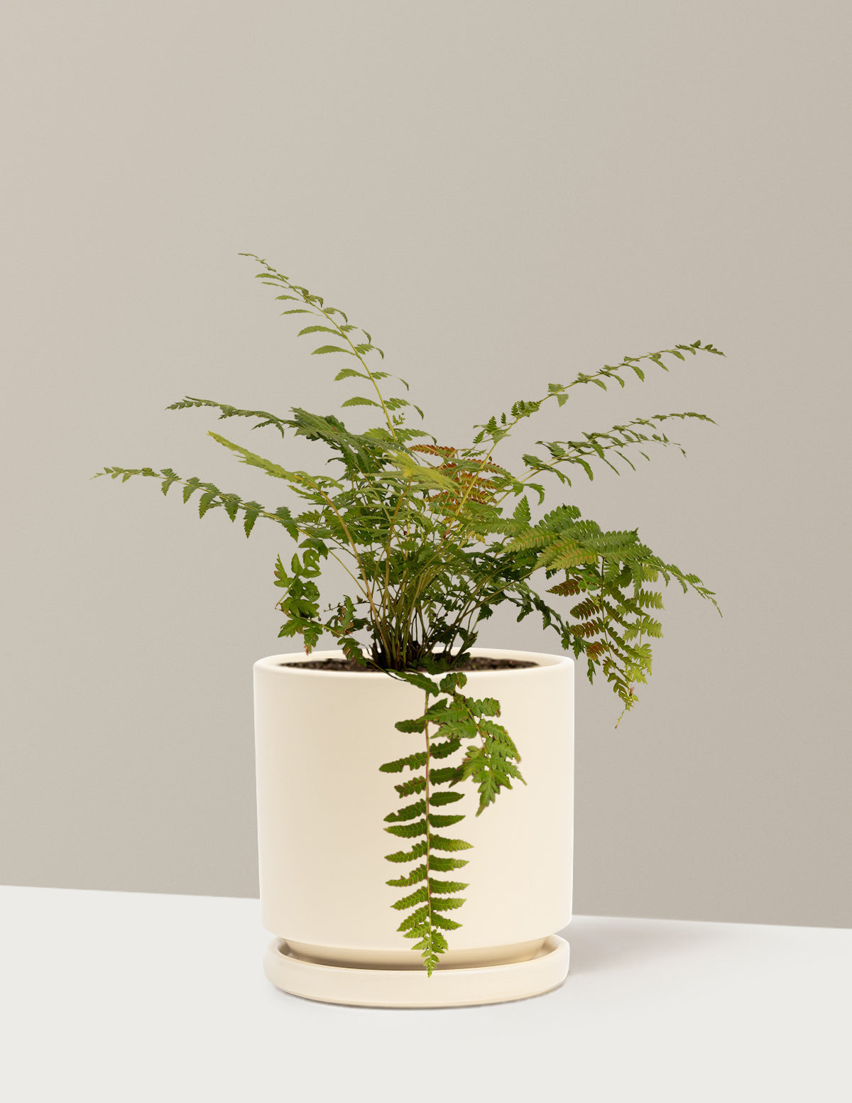 Tarçın Eğreltisi (Cinnamon Fern)