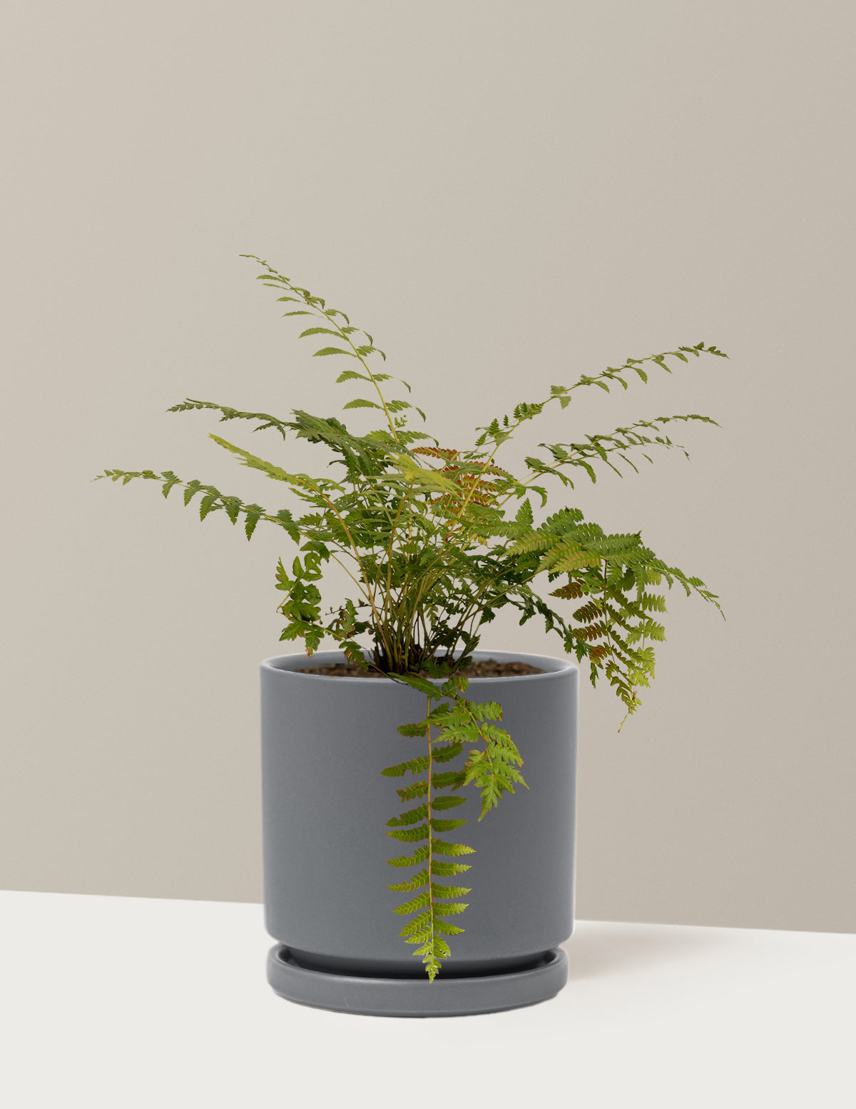 Tarçın Eğreltisi (Cinnamon Fern)