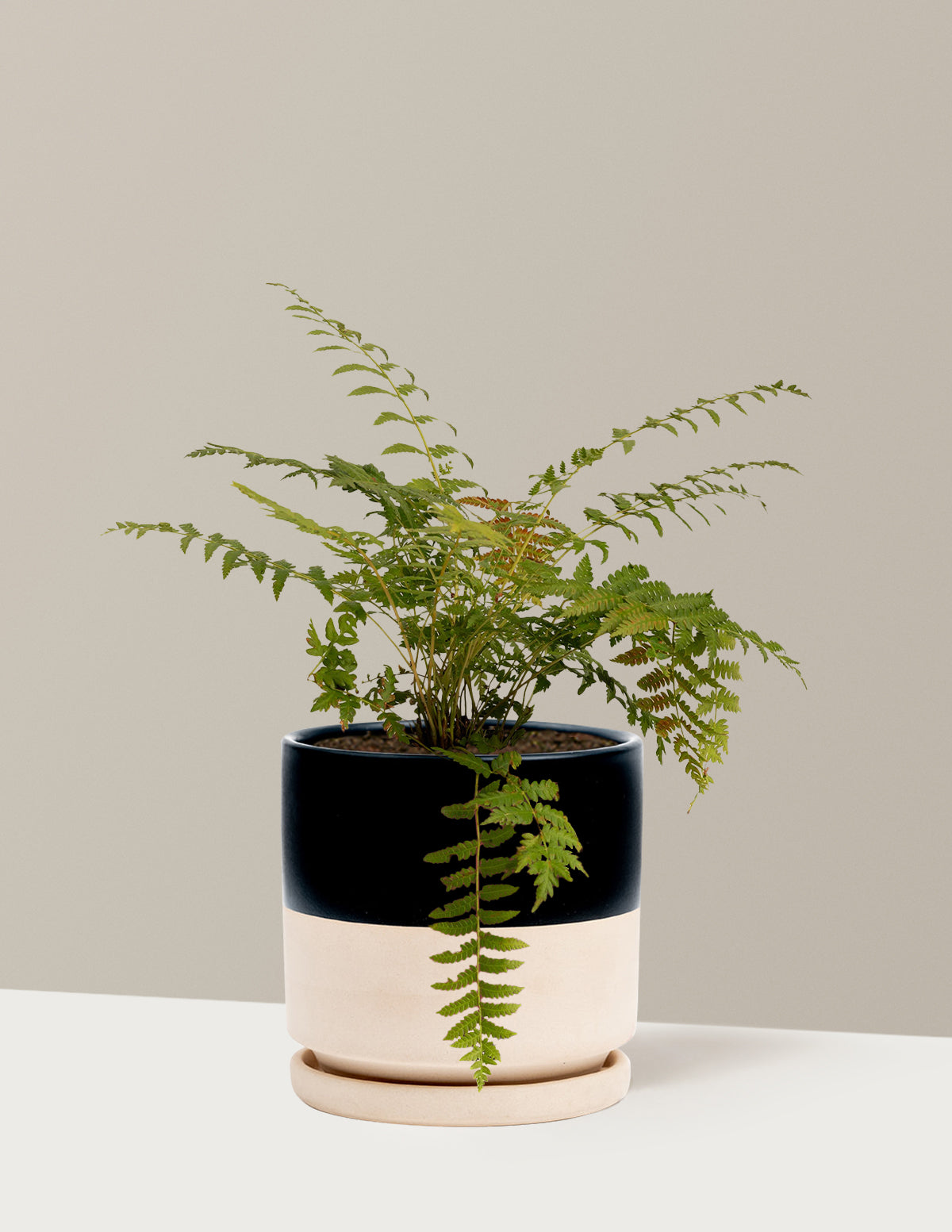 Tarçın Eğreltisi (Cinnamon Fern)