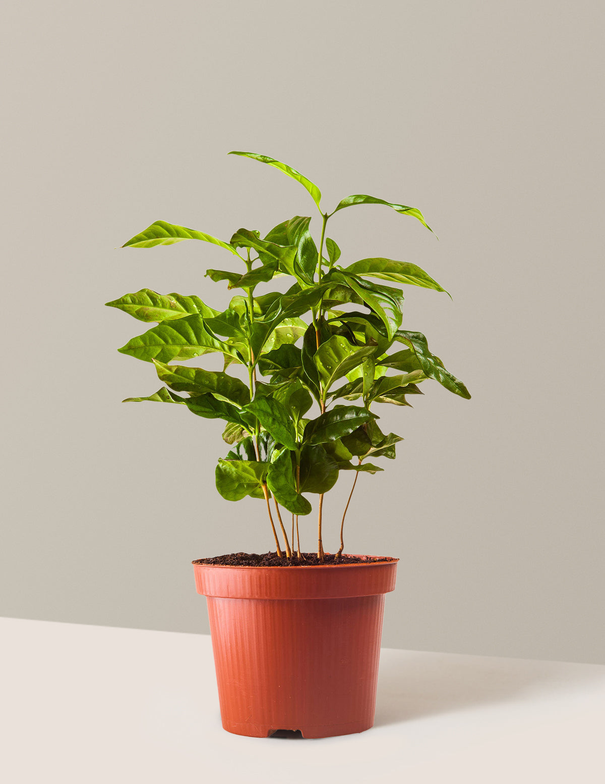 Arabica Kahve Bitkisi