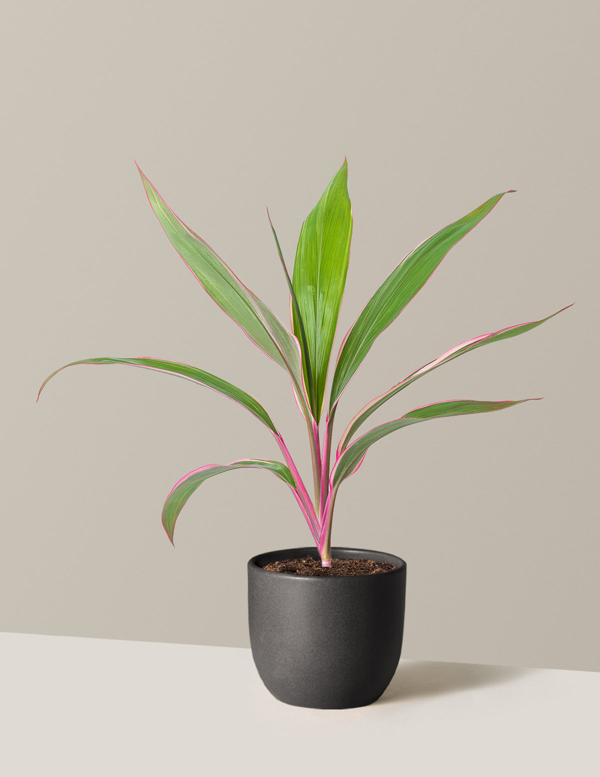Cordyline 'Pink Diamond'