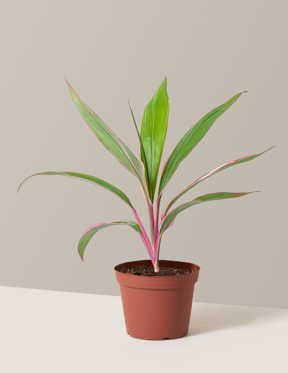 Cordyline 'Pink Diamond'