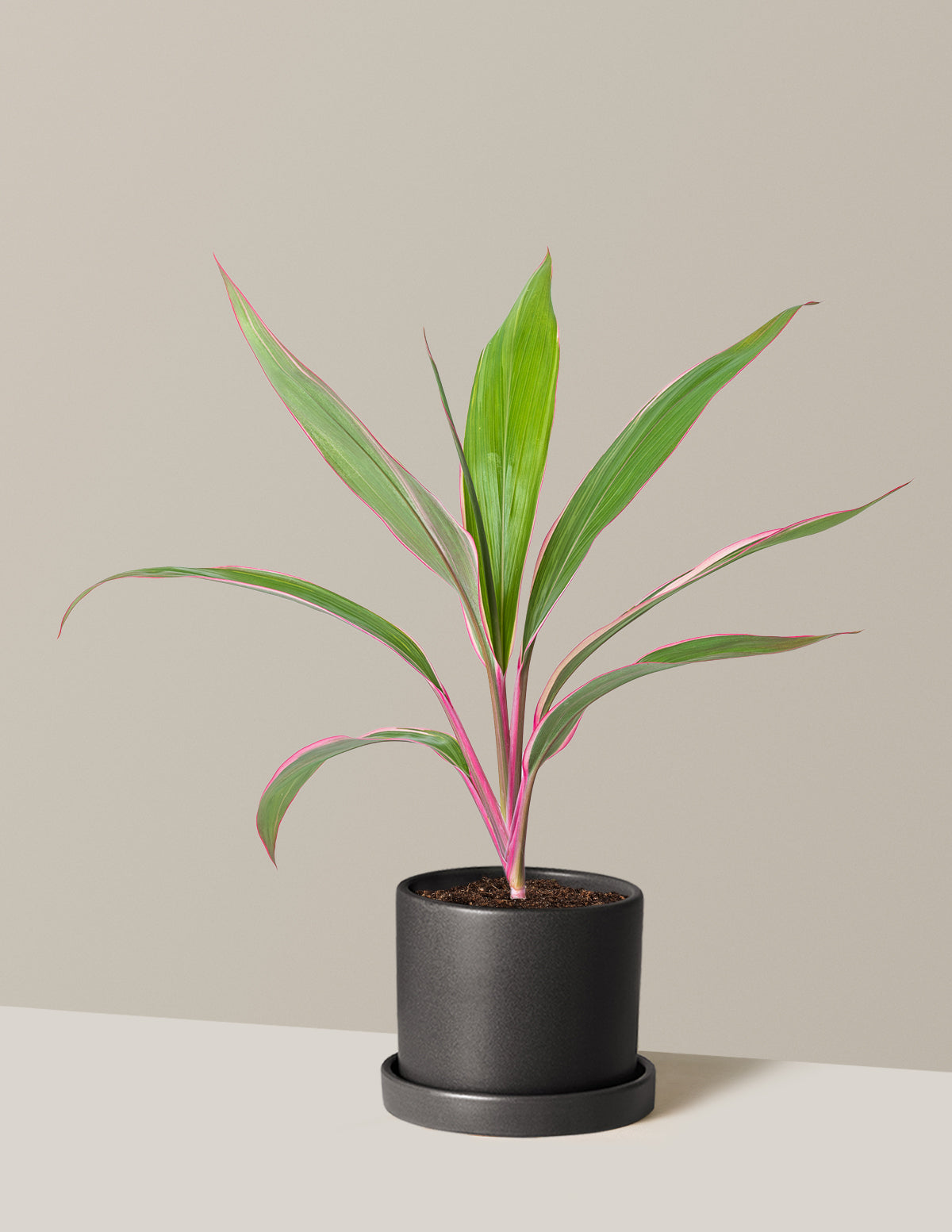 Cordyline 'Pink Diamond'