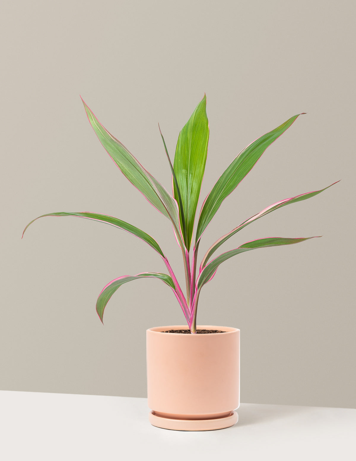Cordyline 'Pink Diamond'