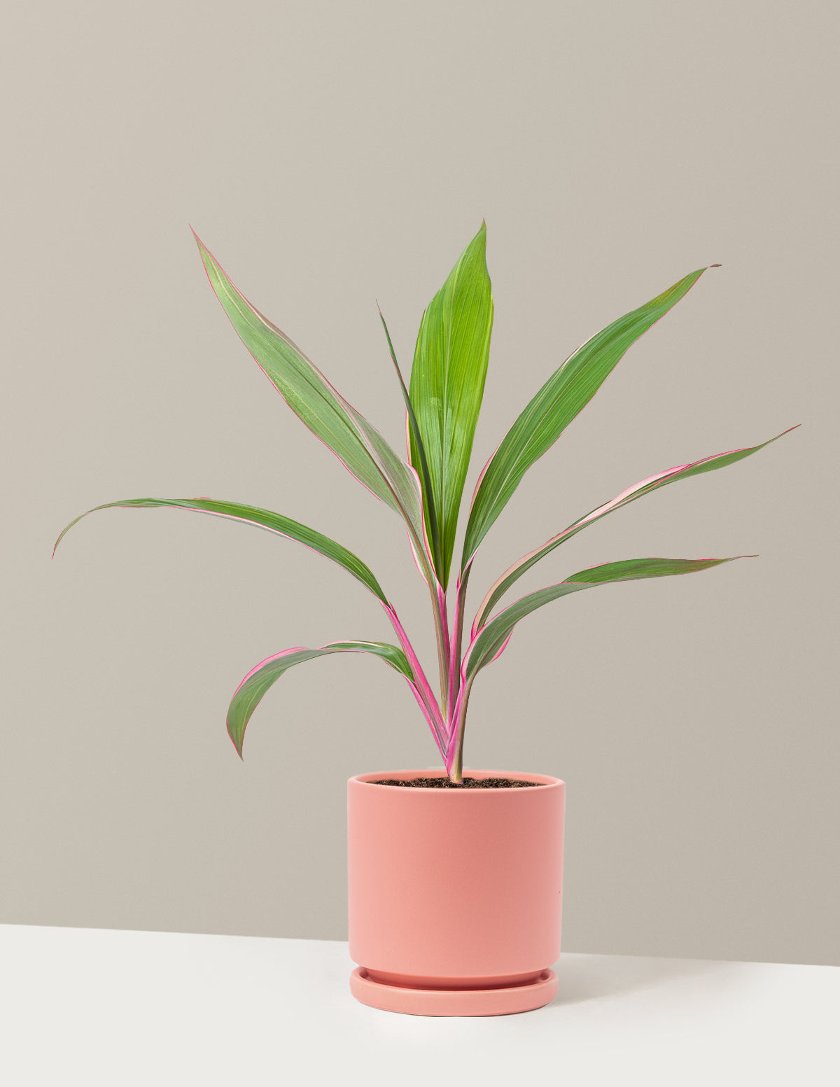 Cordyline 'Pink Diamond'