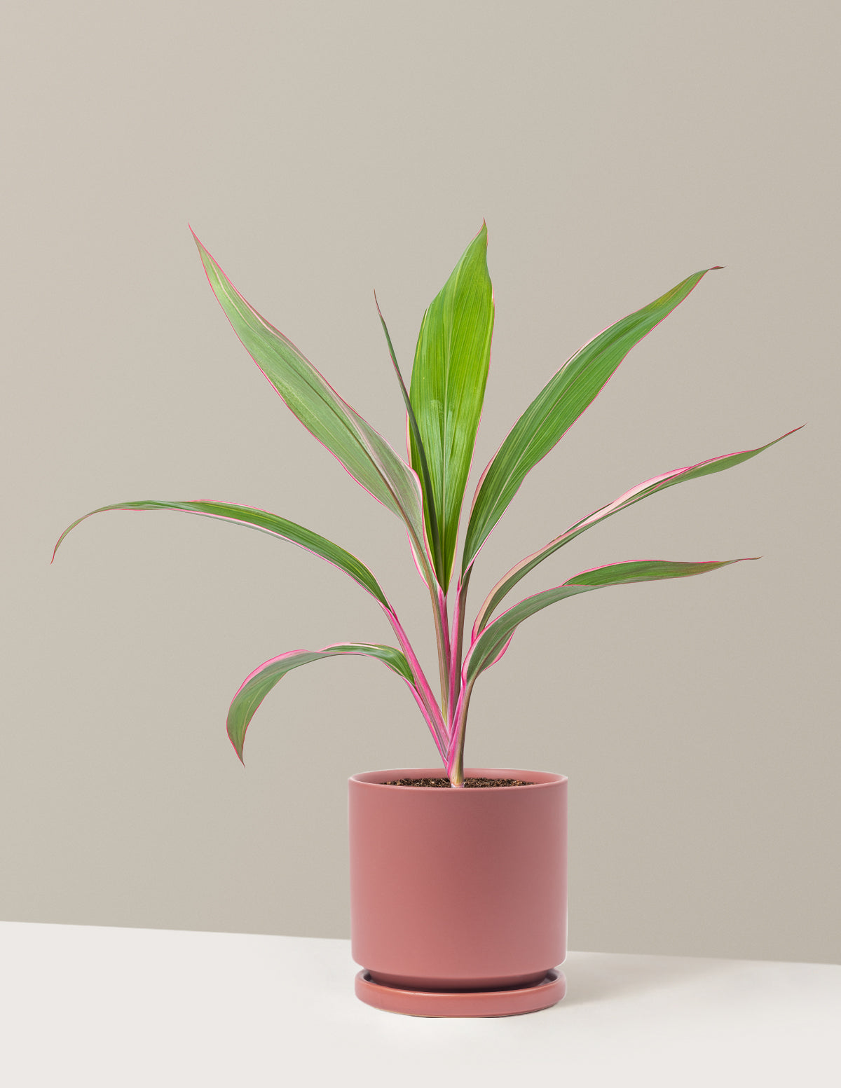 Cordyline 'Pink Diamond'