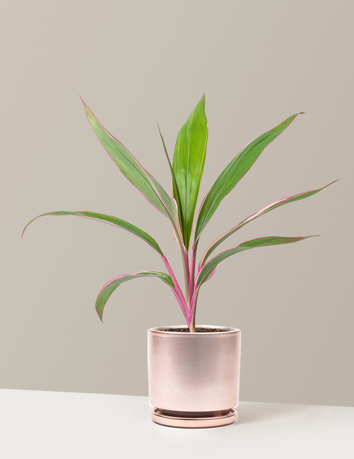 Cordyline 'Pink Diamond'