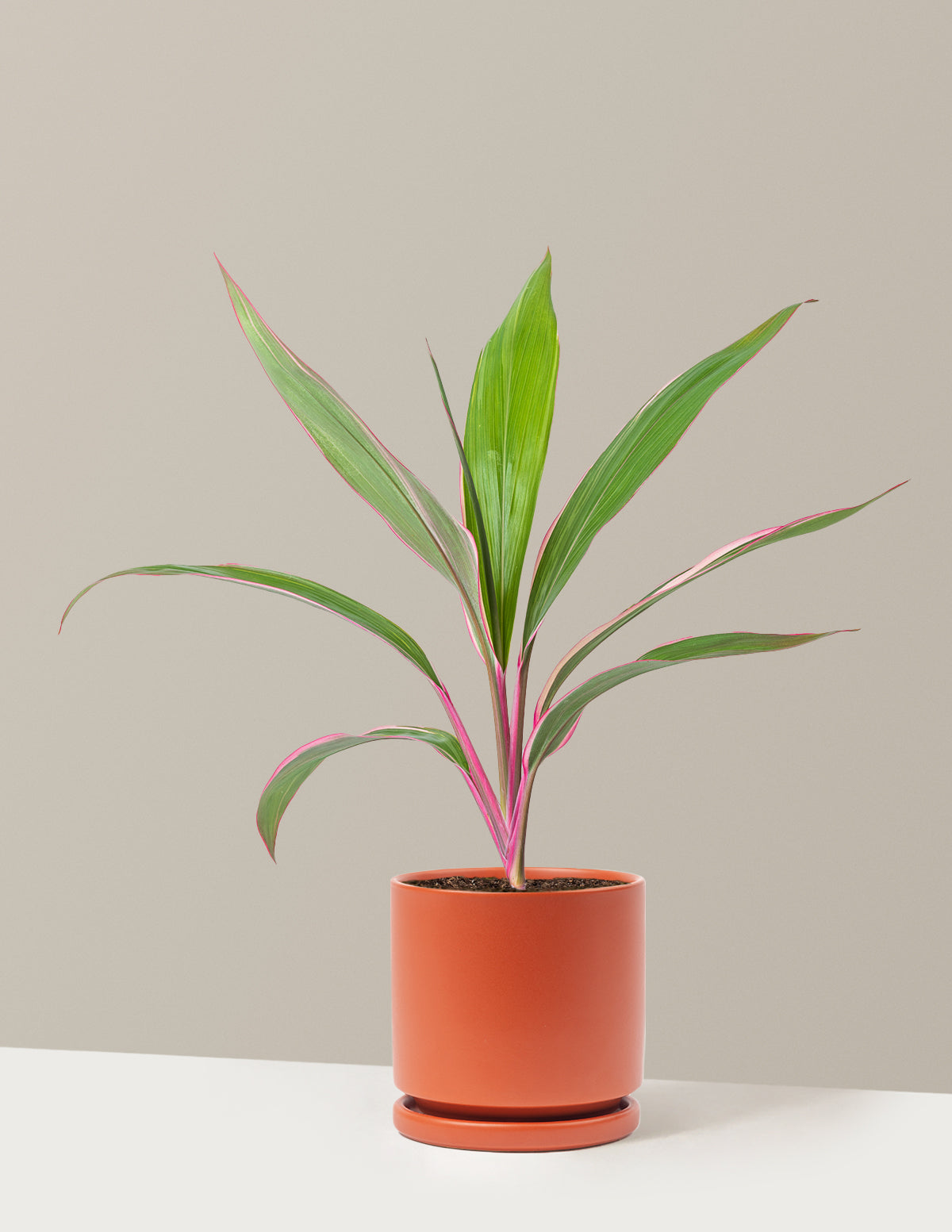 Cordyline 'Pink Diamond'