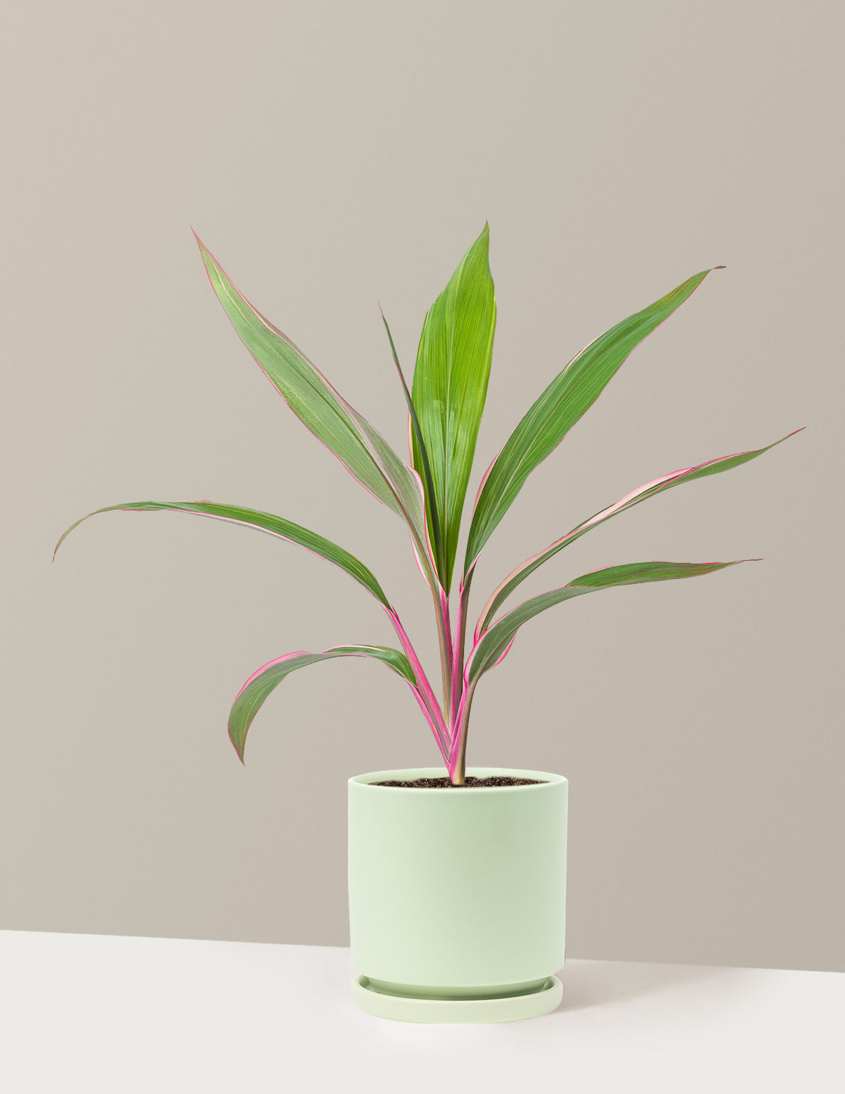 Cordyline 'Pink Diamond'