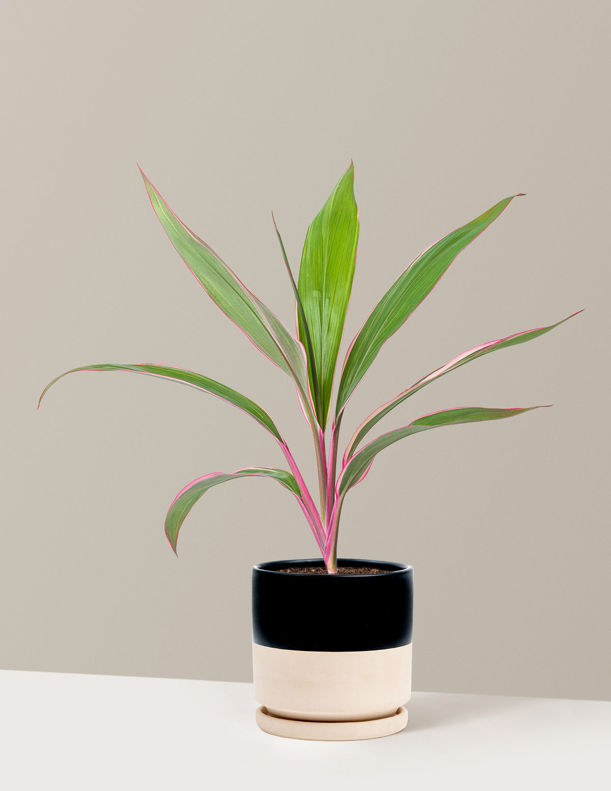 Cordyline 'Pink Diamond'