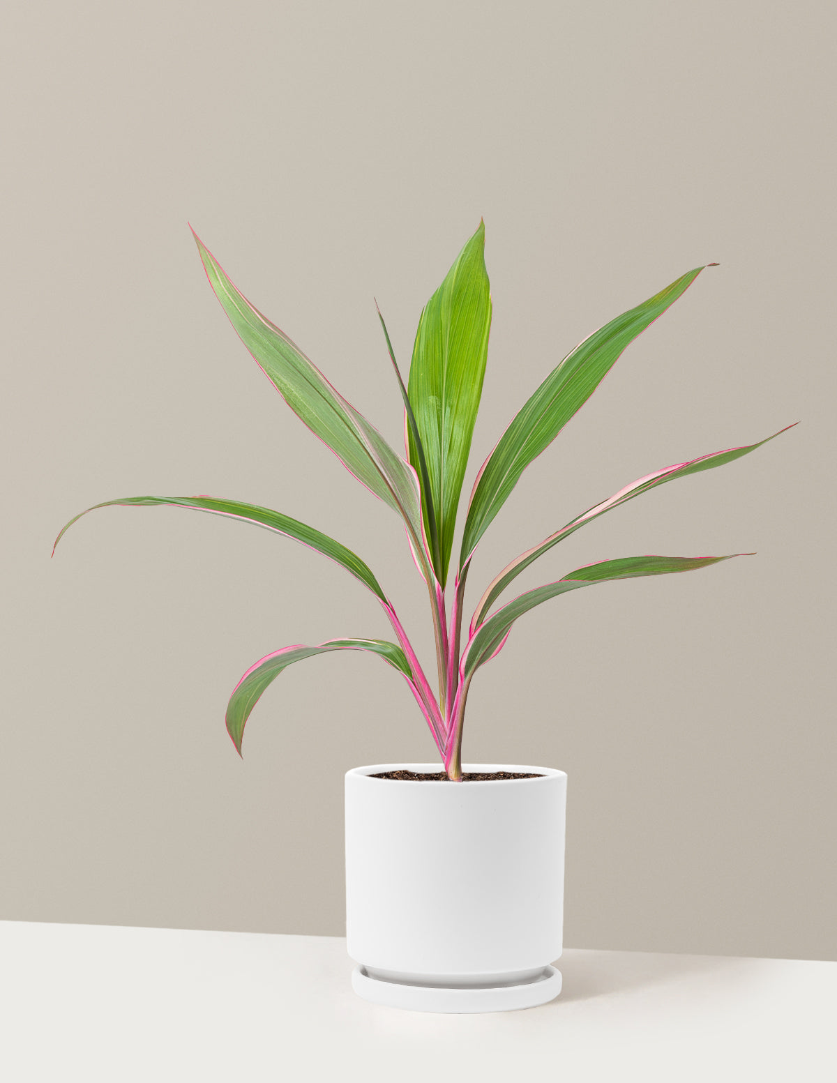 Cordyline 'Pink Diamond'