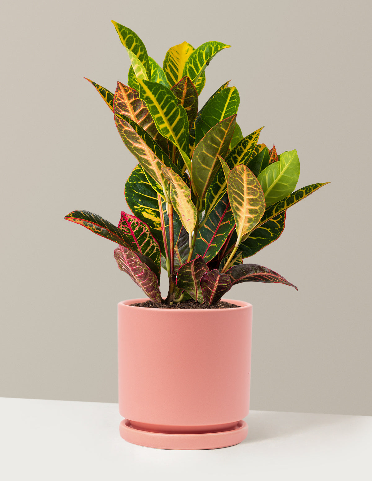 Croton Petra