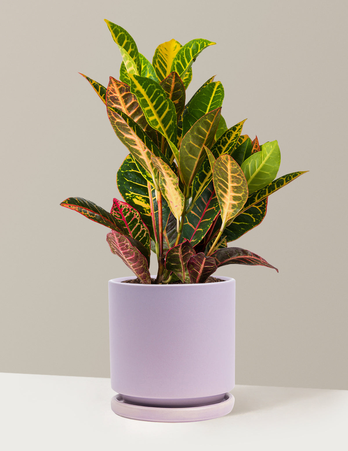 Croton Petra