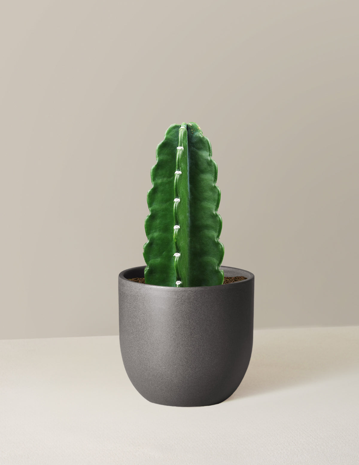 Cuddly Cactus (Dikenli Olmayan Kaktüs)