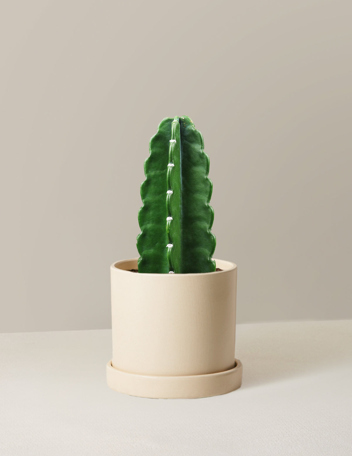 Cuddly Cactus (Dikenli Olmayan Kaktüs)