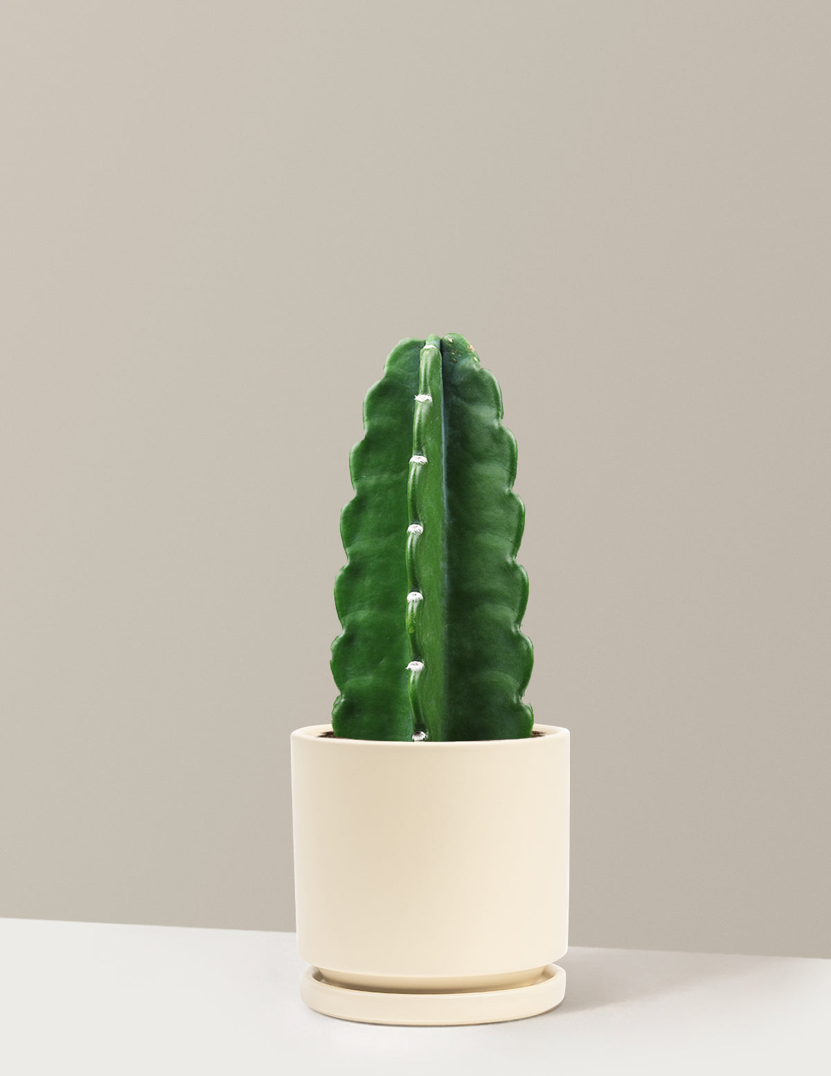 Cuddly Cactus (Dikenli Olmayan Kaktüs)