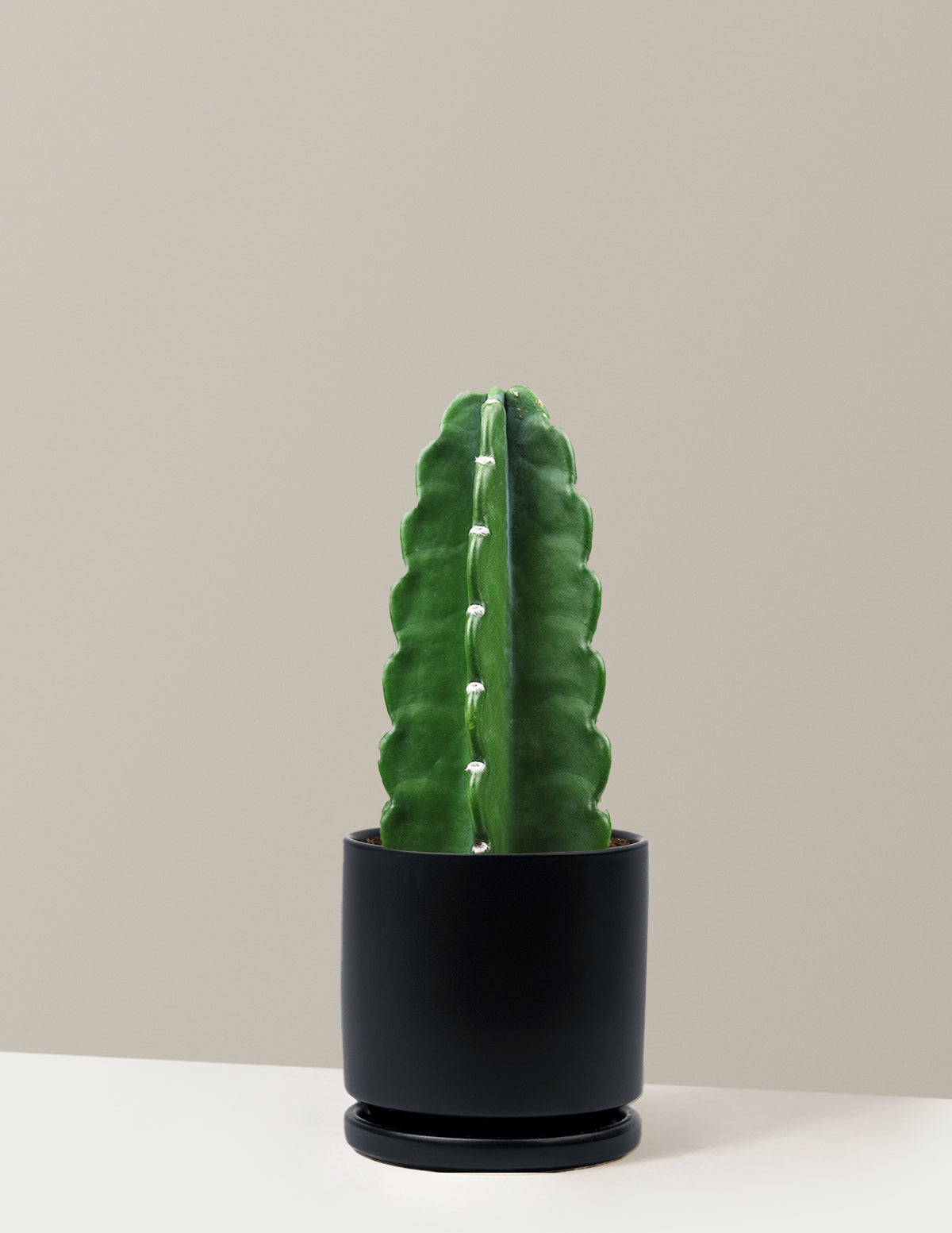 Cuddly Cactus (Dikenli Olmayan Kaktüs)