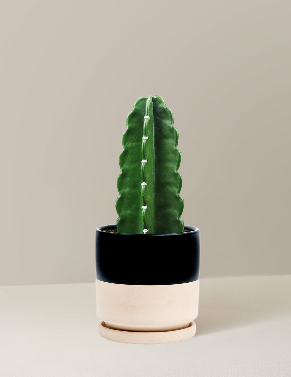Cuddly Cactus (Dikenli Olmayan Kaktüs)