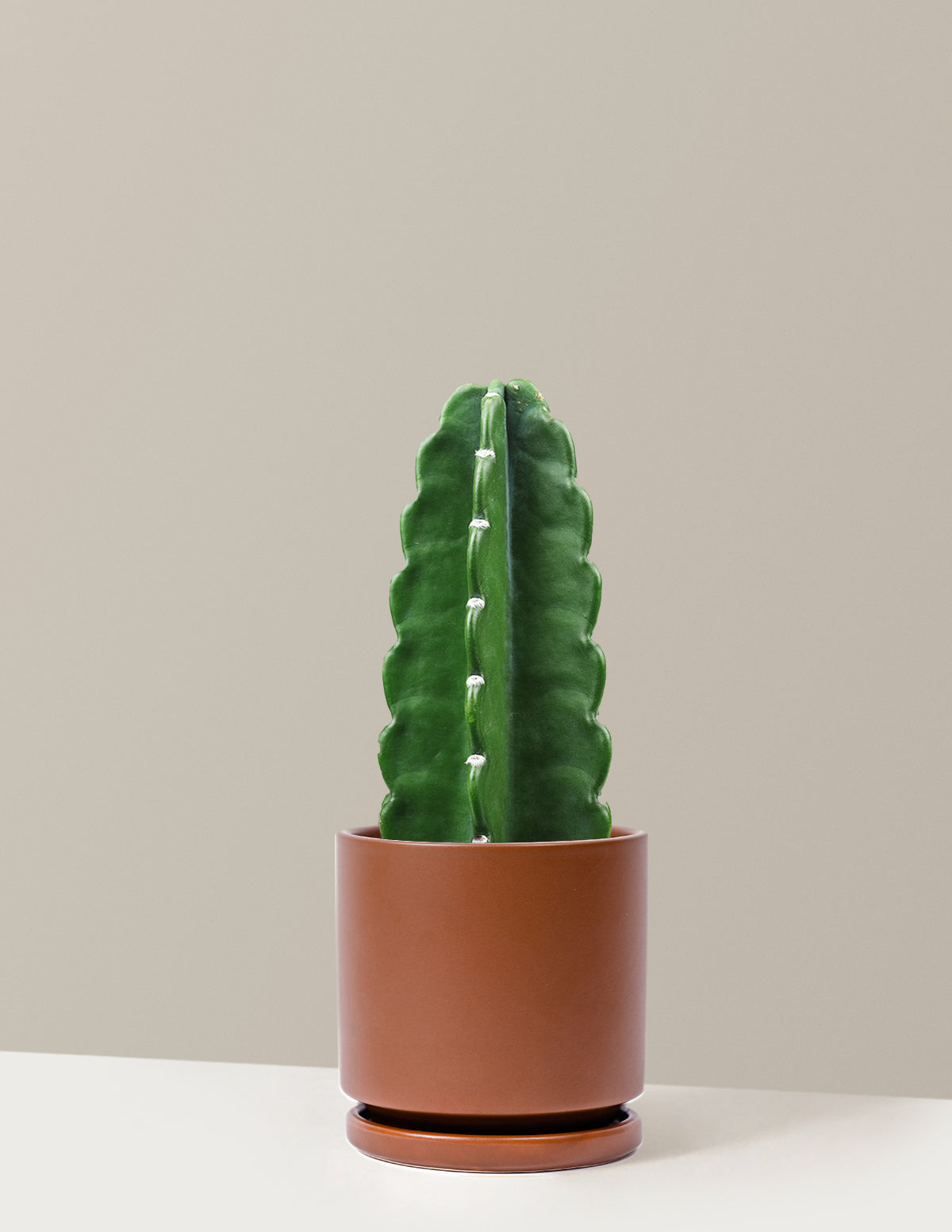 Cuddly Cactus (Dikenli Olmayan Kaktüs)