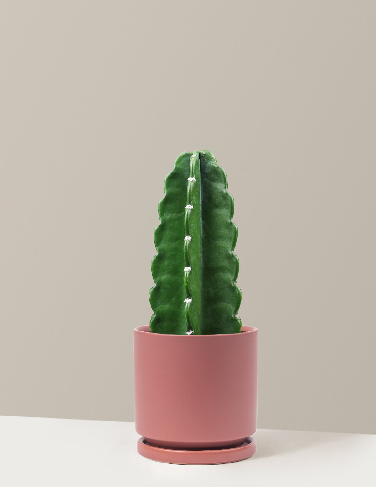 Cuddly Cactus (Dikenli Olmayan Kaktüs)