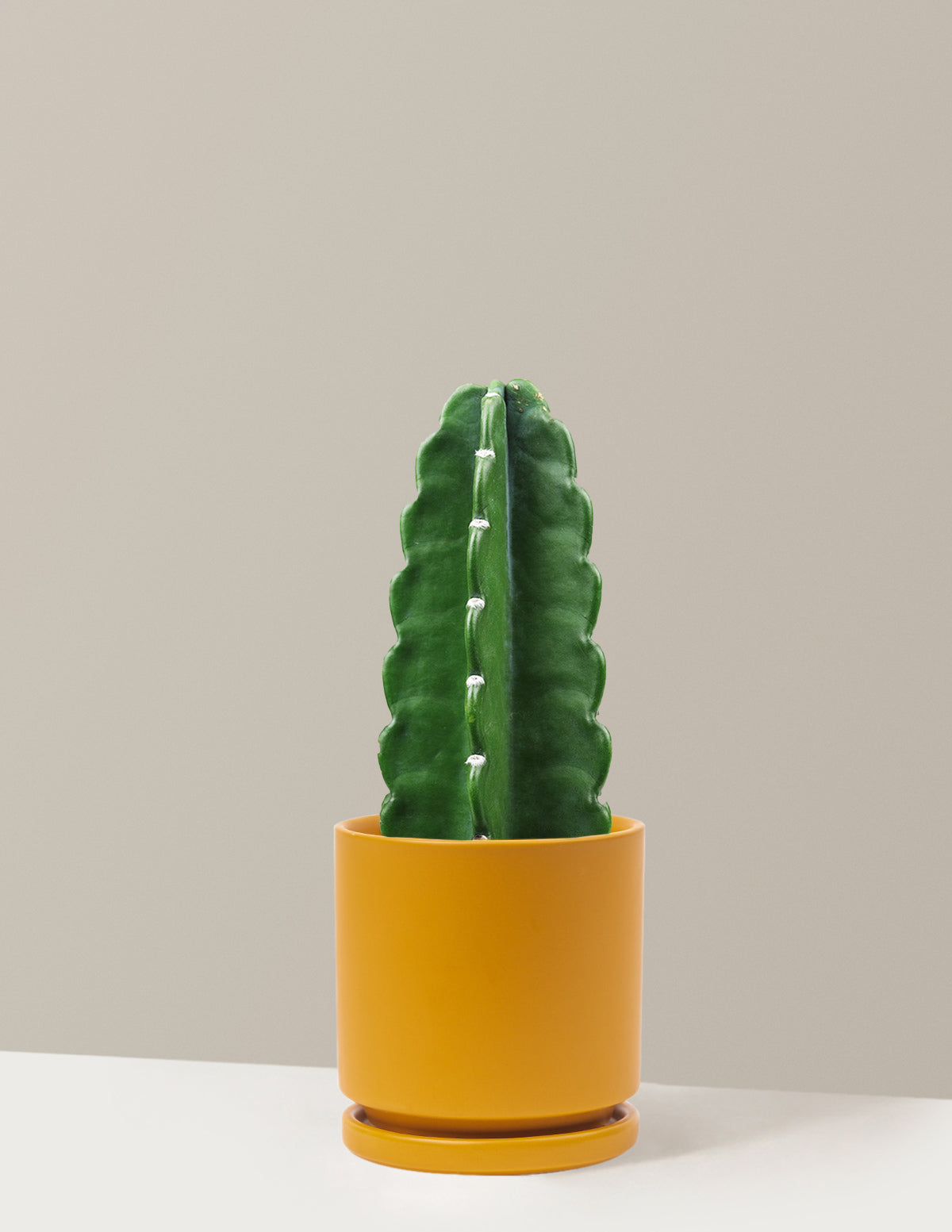 Cuddly Cactus (Dikenli Olmayan Kaktüs)