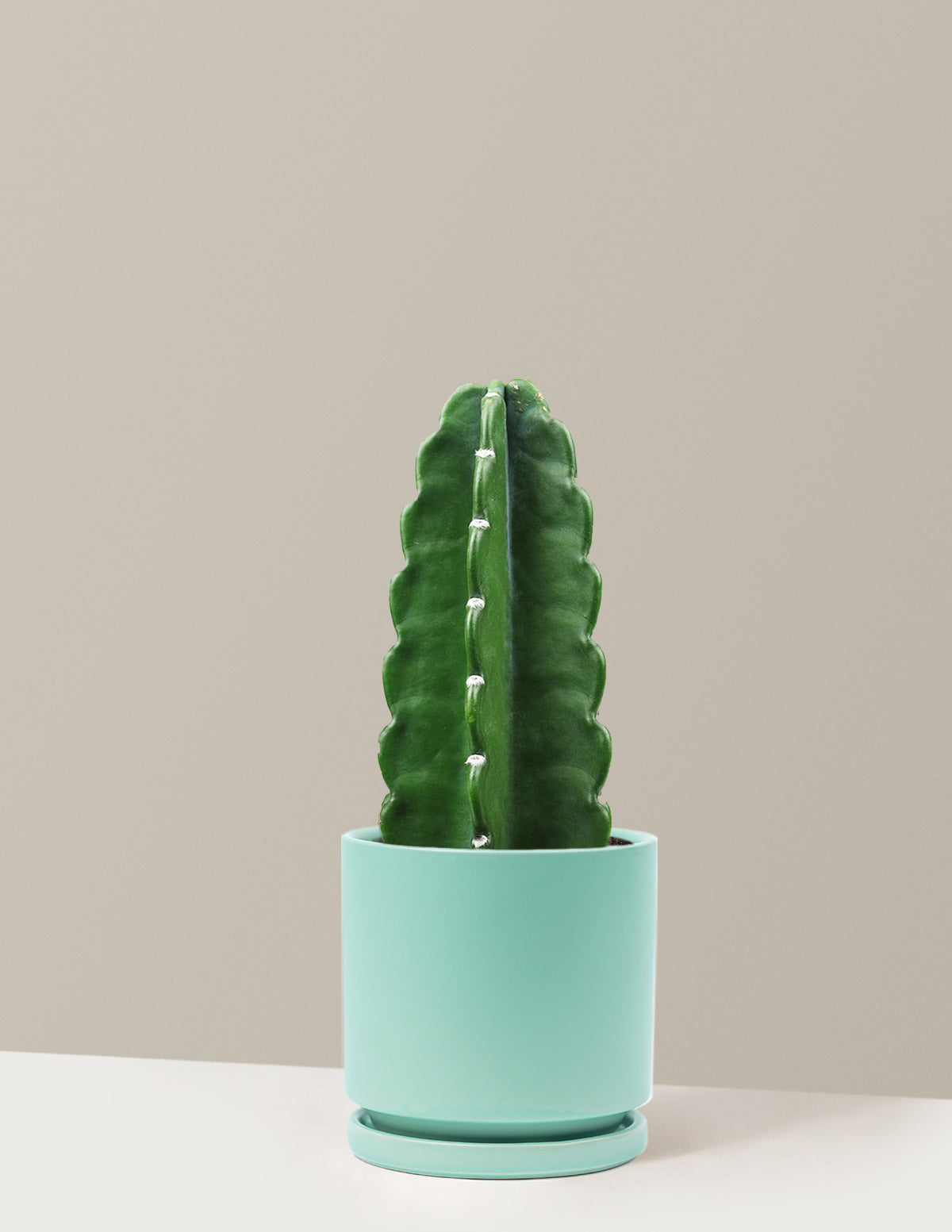 Cuddly Cactus (Dikenli Olmayan Kaktüs)