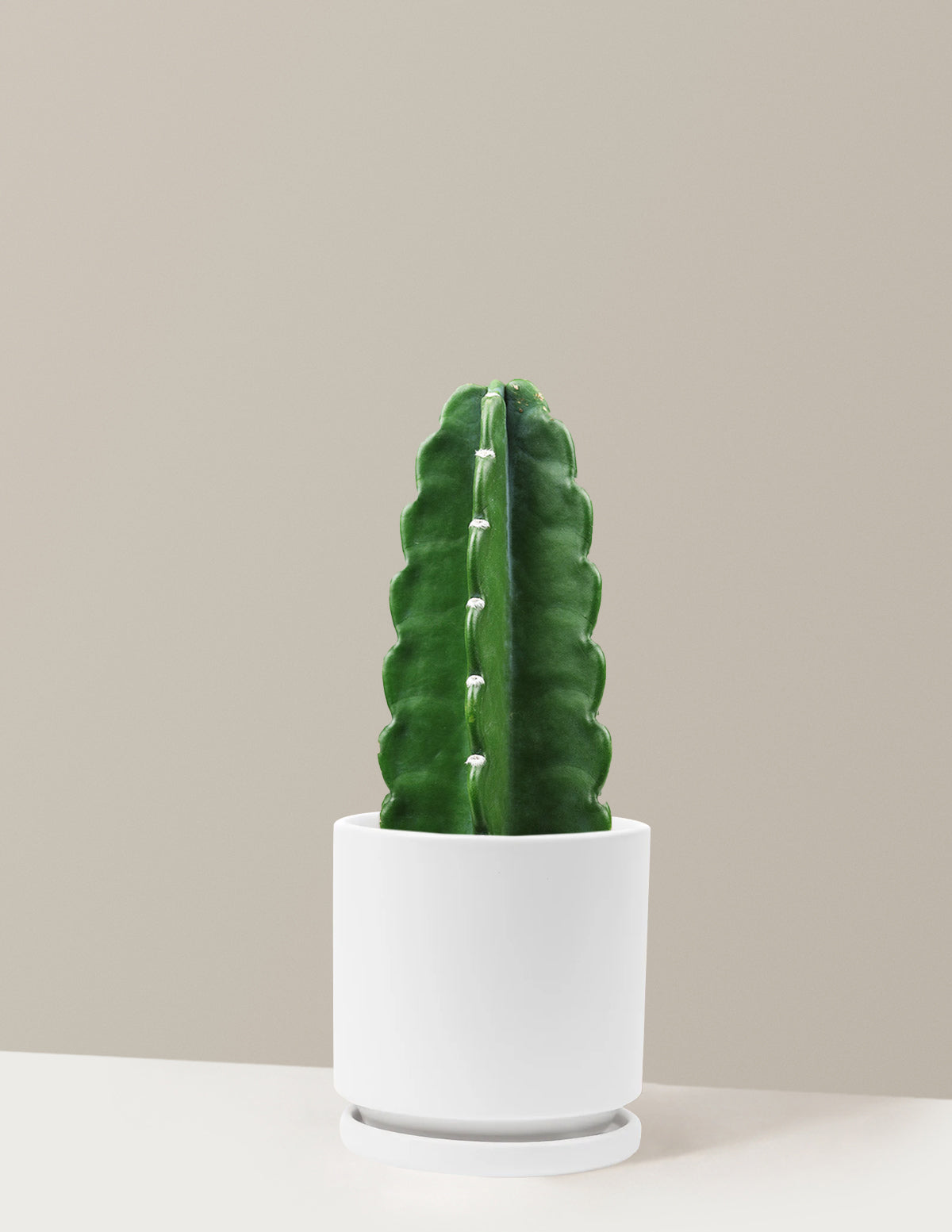 Cuddly Cactus (Dikenli Olmayan Kaktüs)