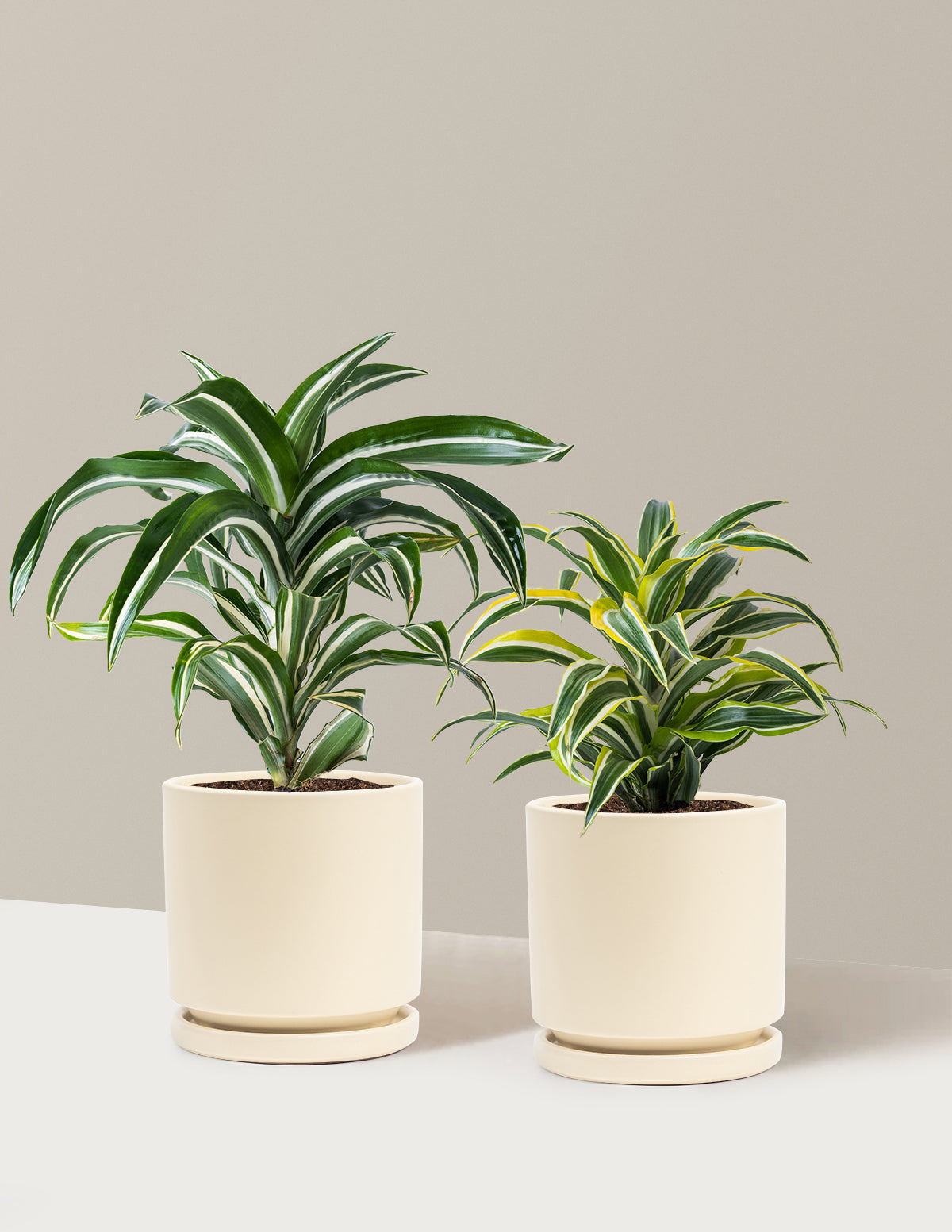 Dekoratif Dracaena İkilisi