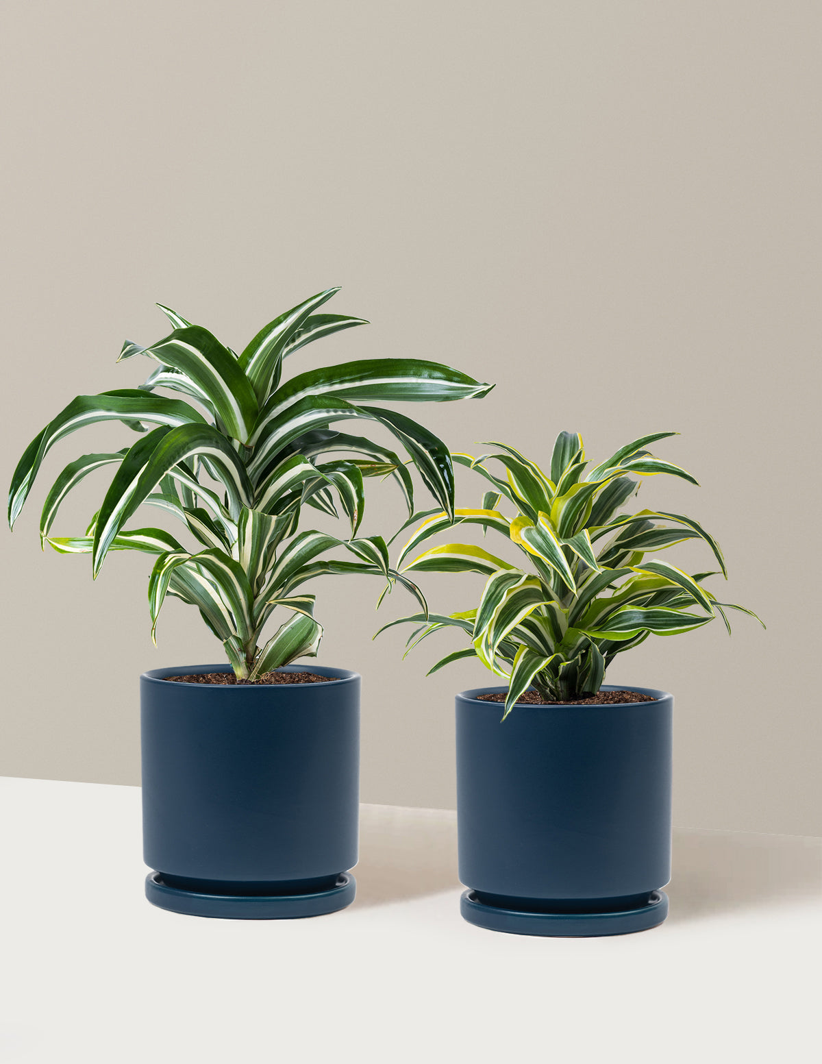 Dekoratif Dracaena İkilisi