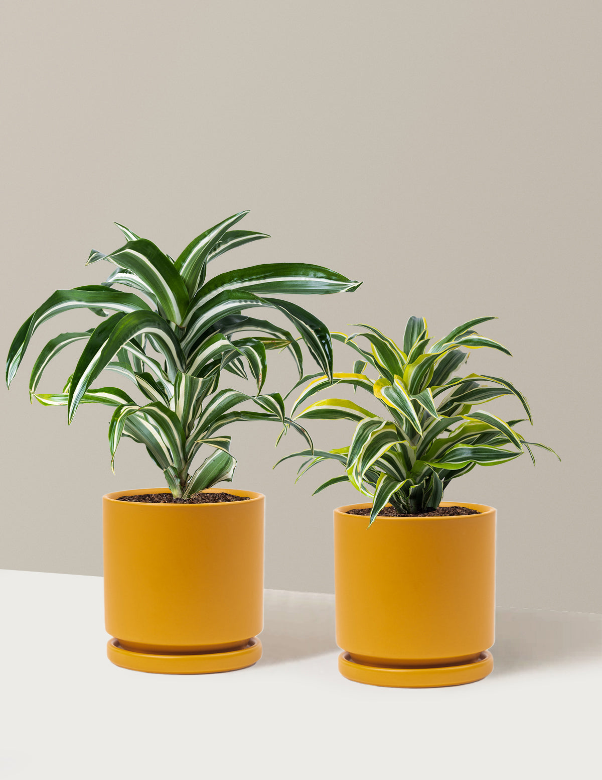 Dekoratif Dracaena İkilisi