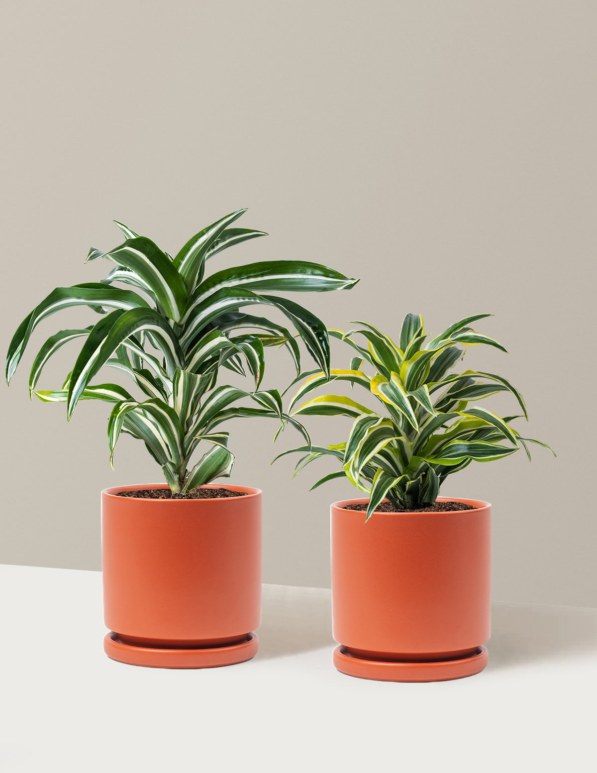 Dekoratif Dracaena İkilisi