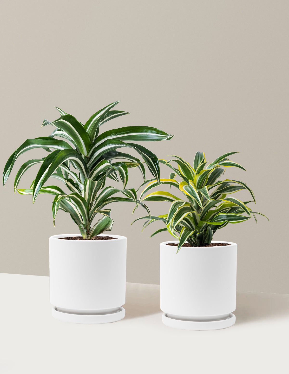 Dekoratif Dracaena İkilisi